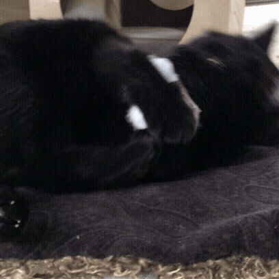 Dezi & Roo - black cat playing with Little Puff felt plush cloud toy