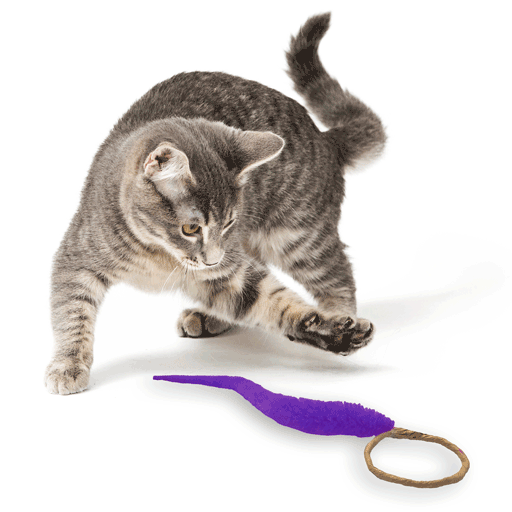 Cat ring toy best sale