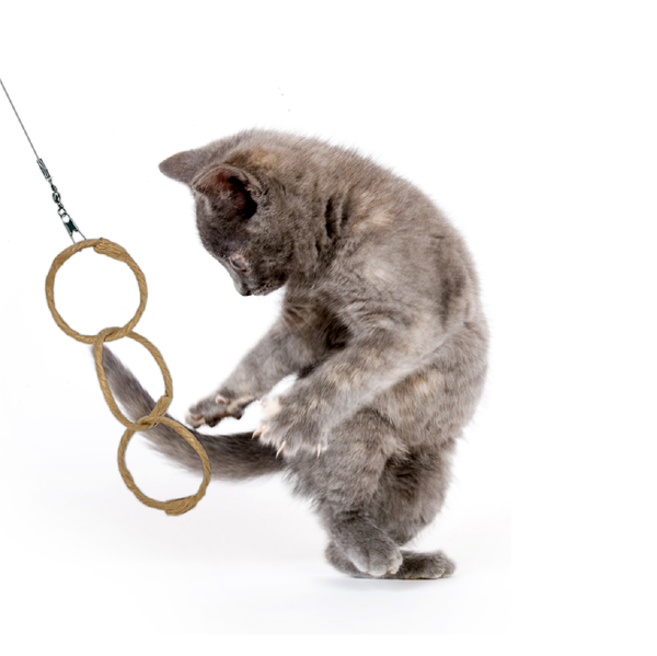 Cat ring toy best sale