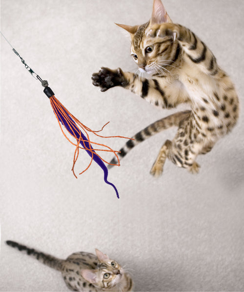 Wiggly Wand Cat Toy - Choose Your Attachment - Dezi & Roo