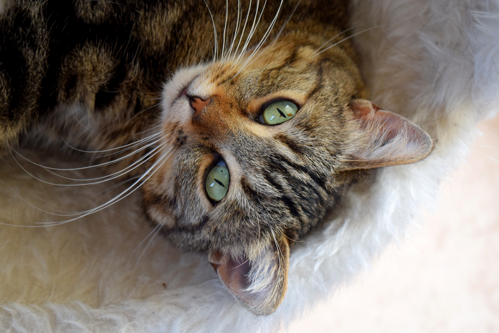 10 Signs of Stress in Your Cat