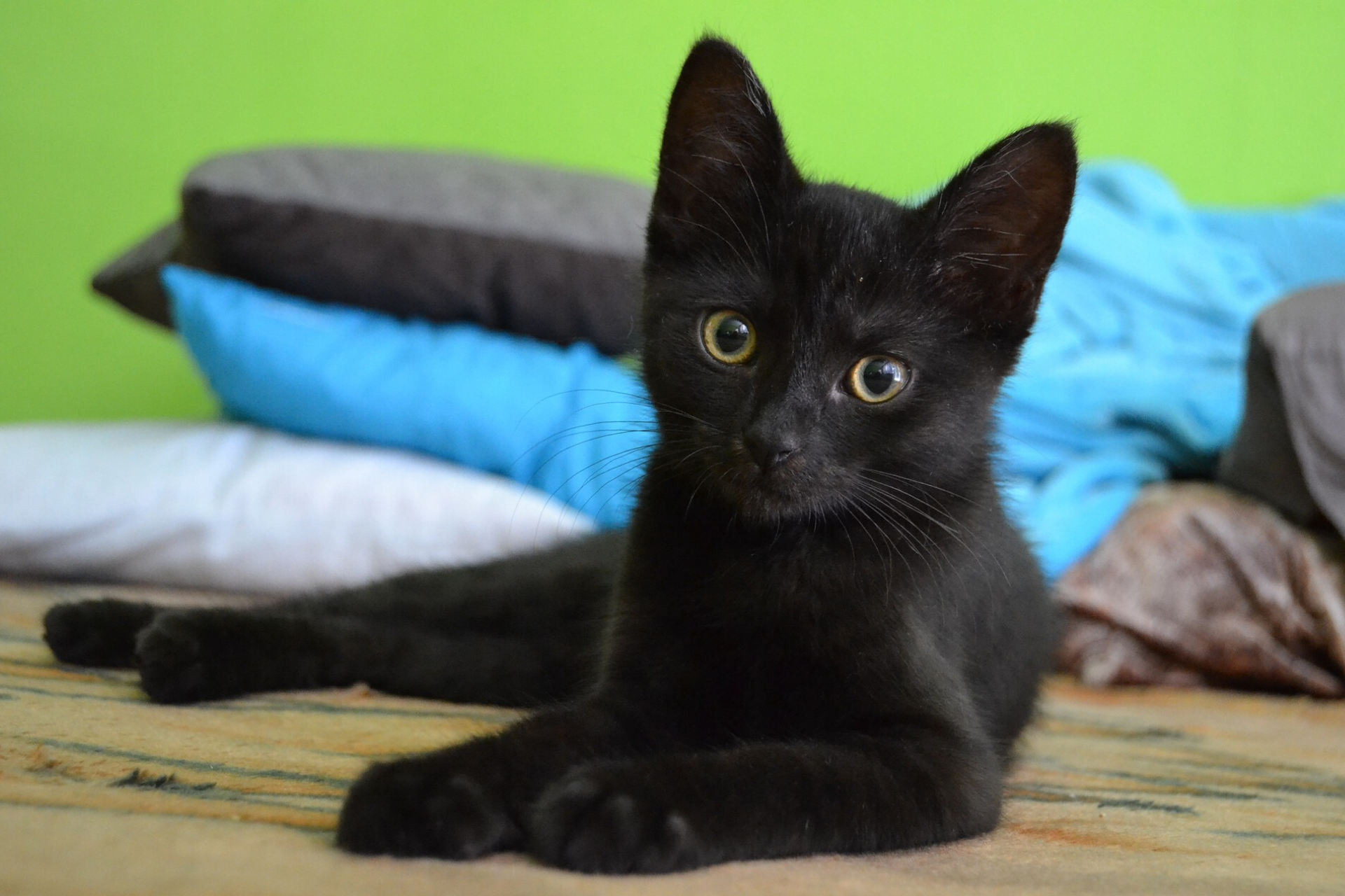 10 Important Things ALL Cats Need