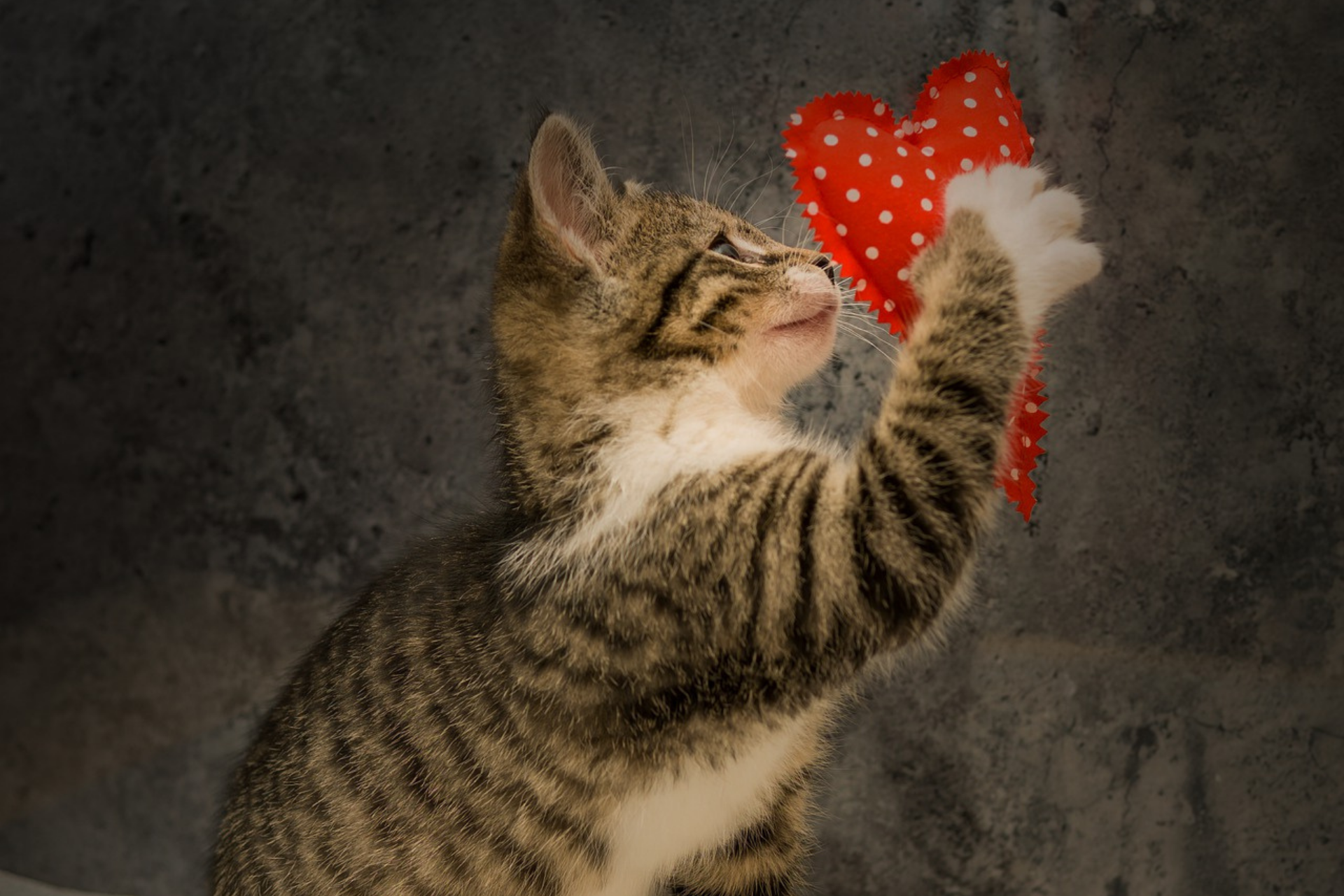 15 Ways to Show Your Cat Love