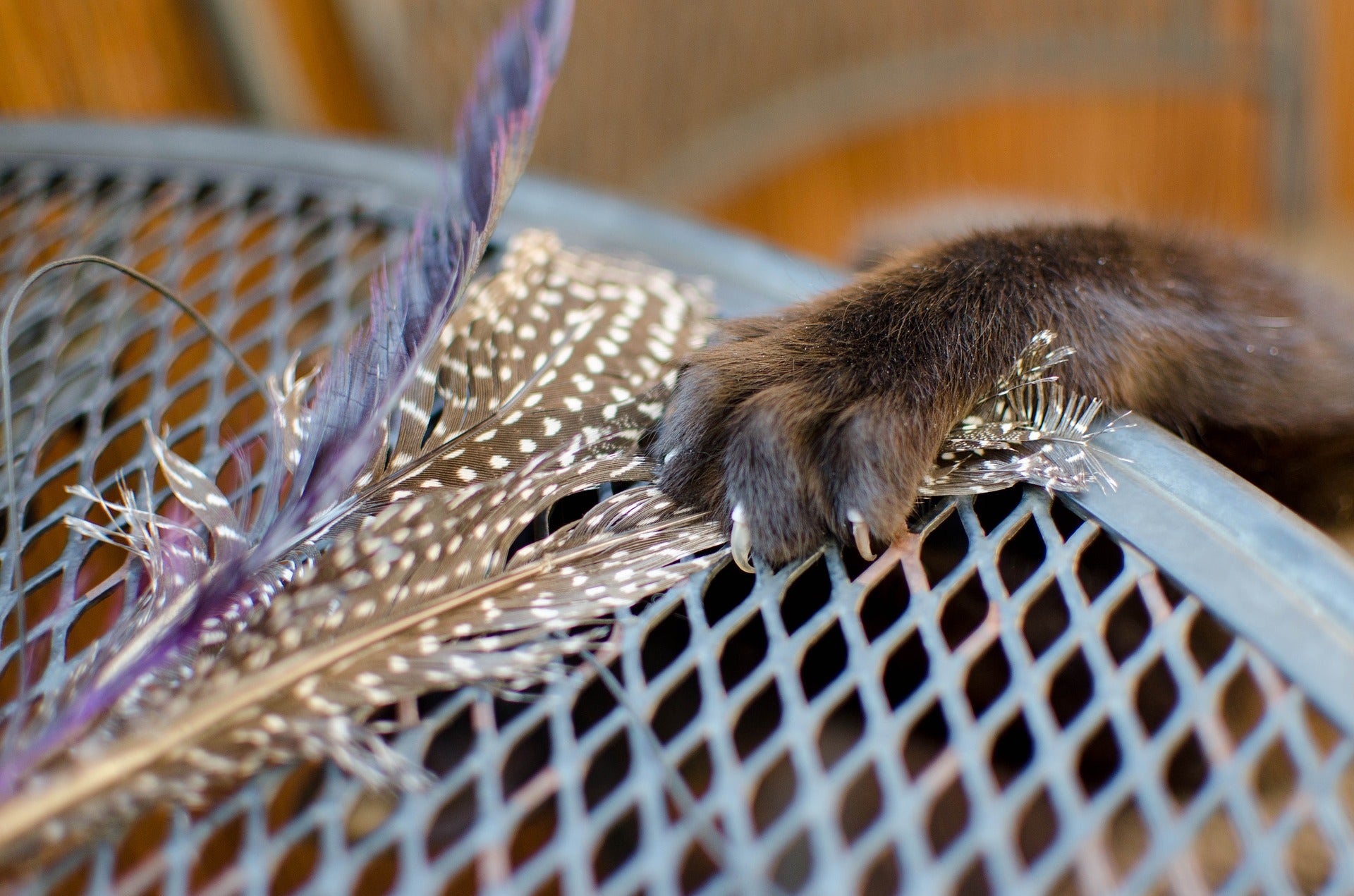 5 Mistakes Owners Make When Trying to Get Their Cat to Play