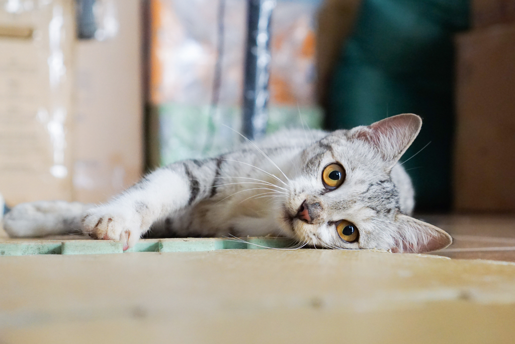 Five Ways to Help Your Cat Beat the Winter Blues