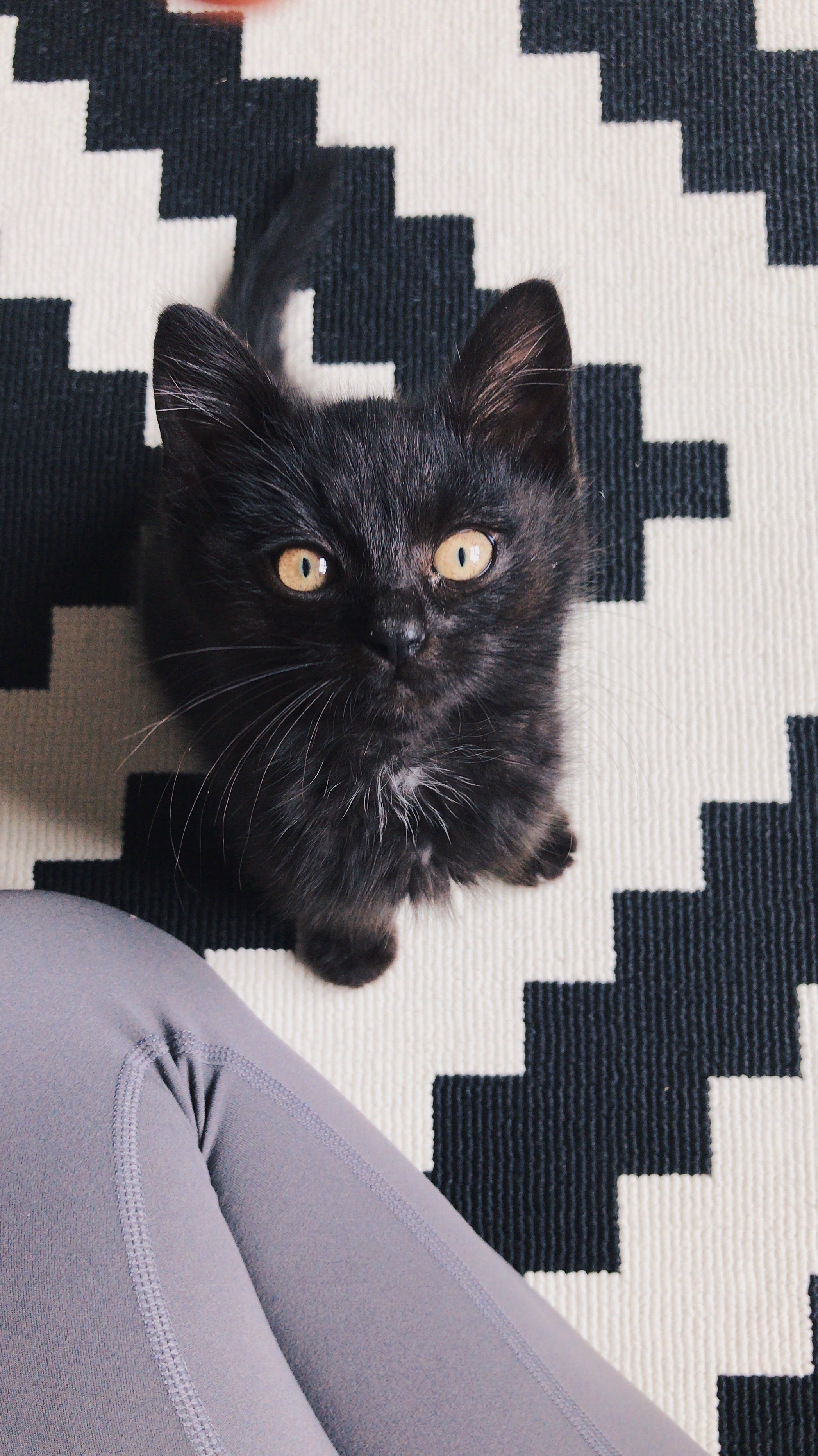 Nothing But Love for Black Cats