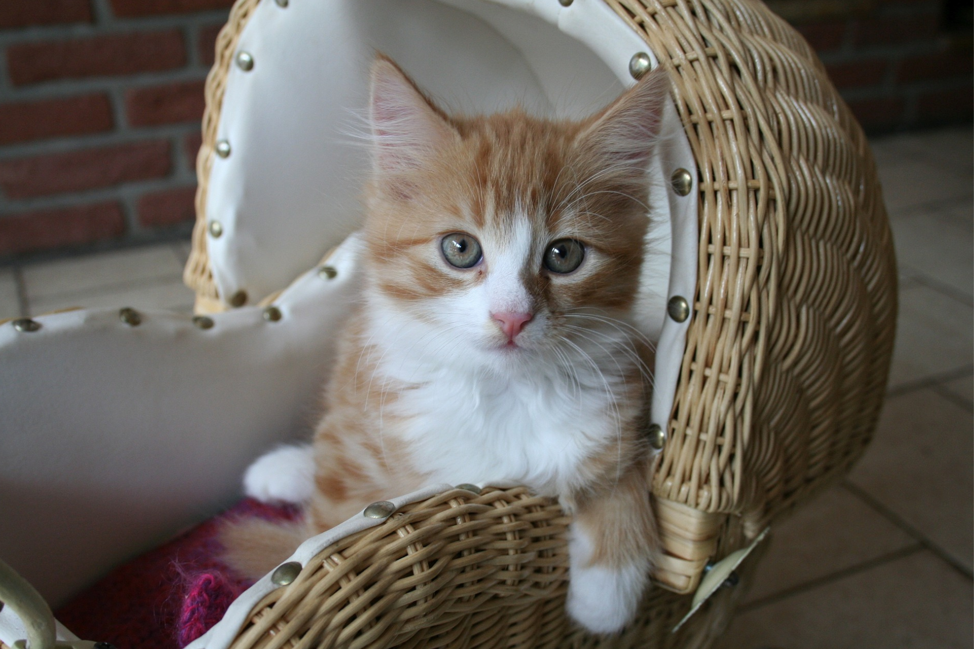 Cats experience attachment like babies and dogs