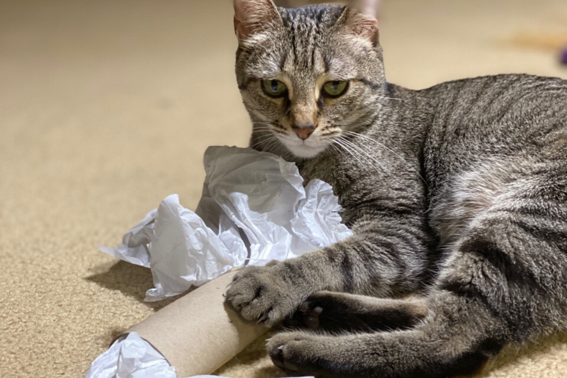 5 Easy ways to create a DIY cat playground under quarantine