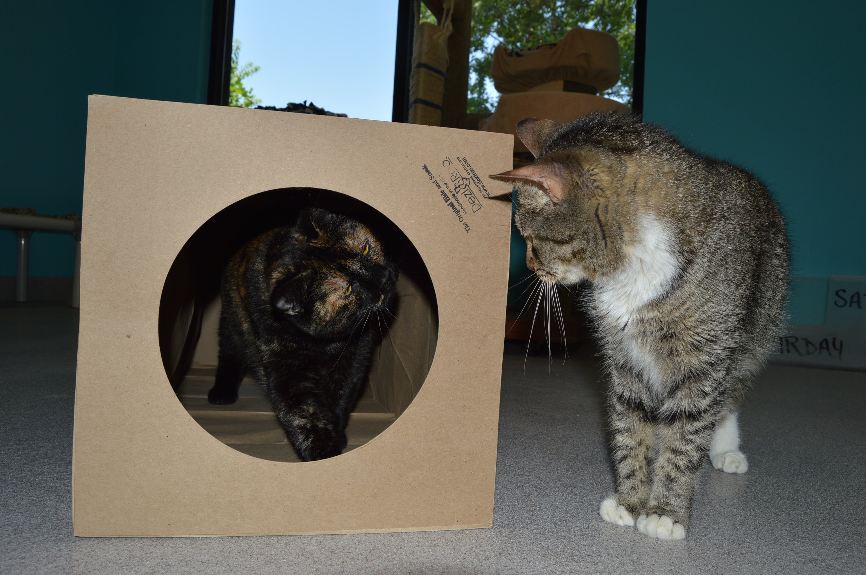 Supercharge Your Cat's Hide and Sneak