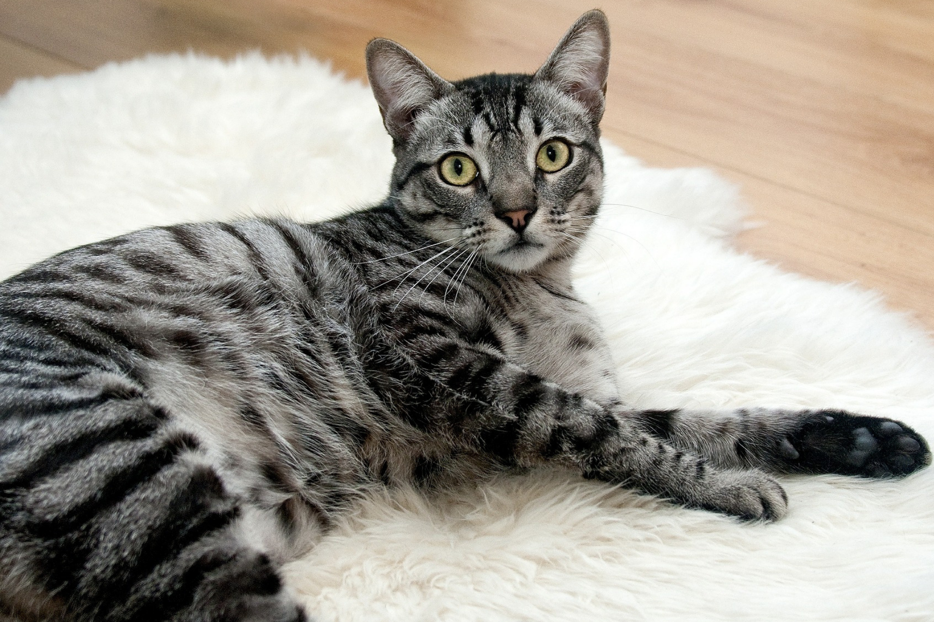 Are Cats Really Independent Pets?