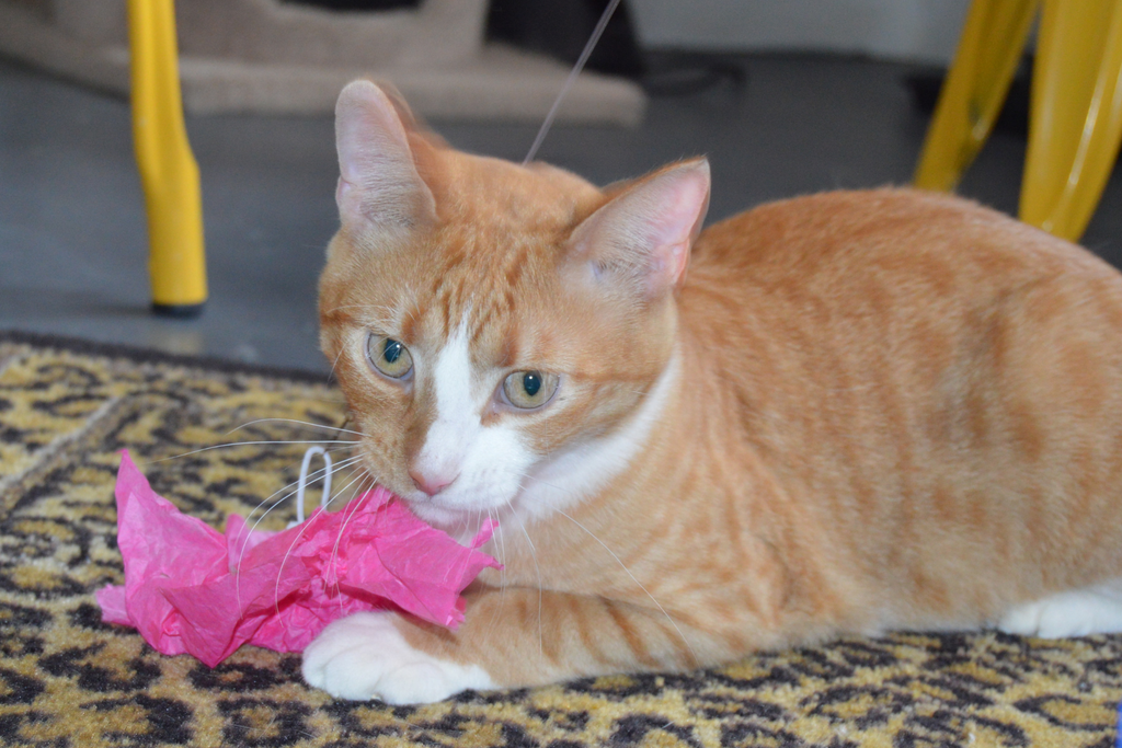 Top 5 uses for the Looper cat toy