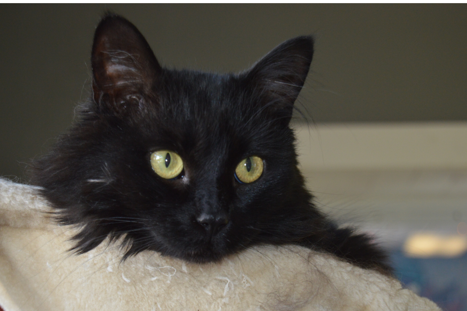 The 5 E’s of meaningful play