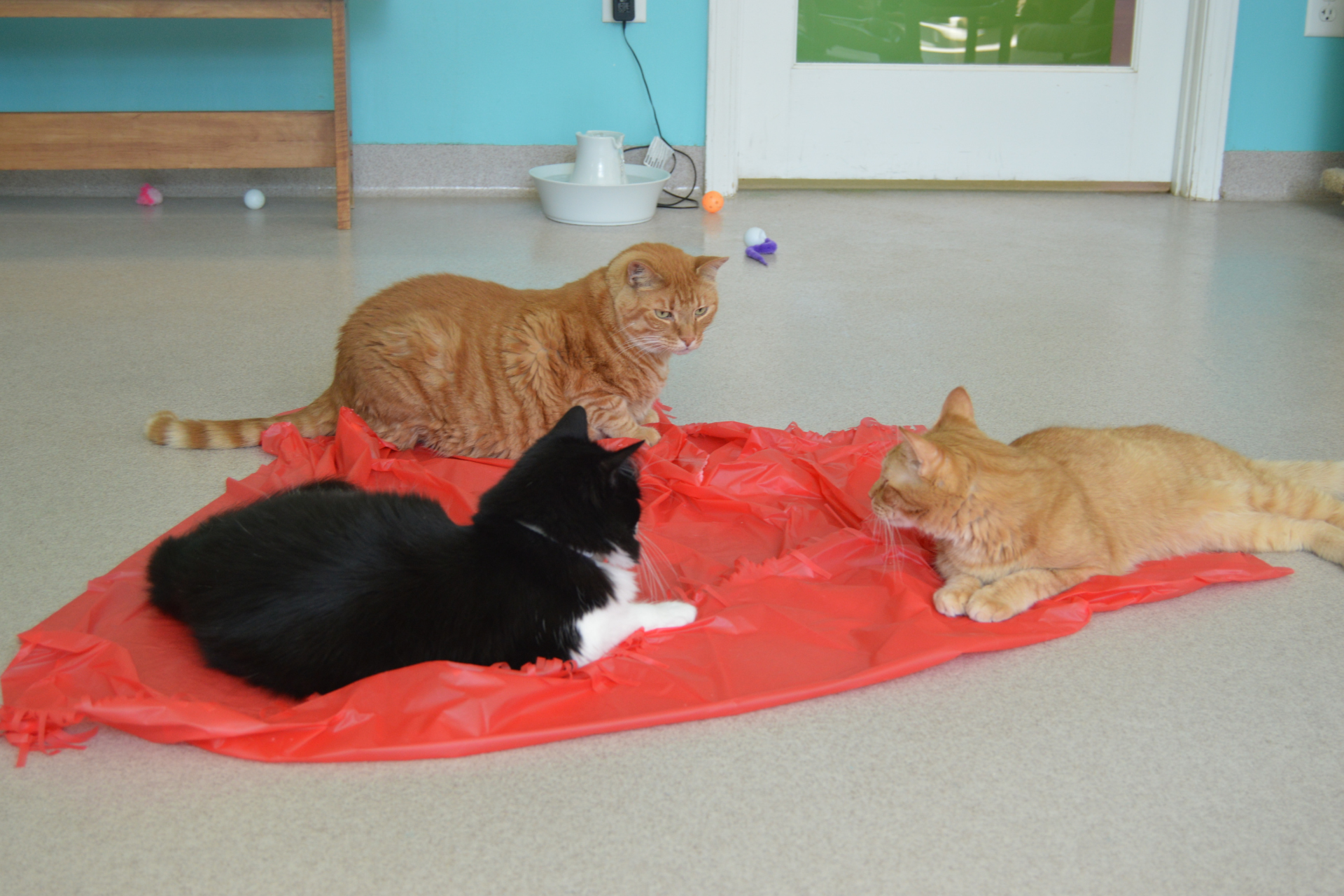 HOW TO USE PLAY RUGS TO CREATE A PLAYGROUND FOR YOUR CAT
