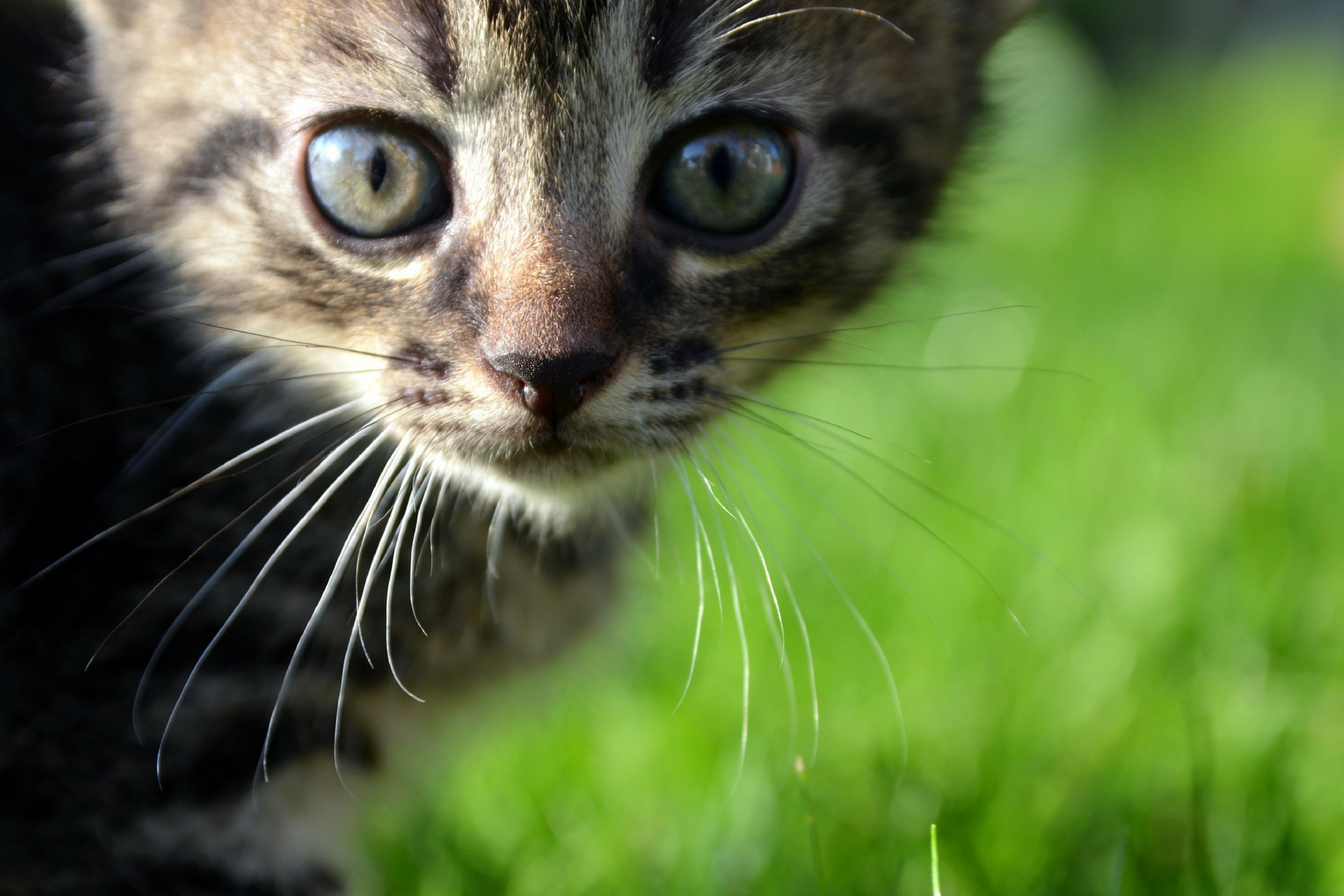 Scaredy-Cats