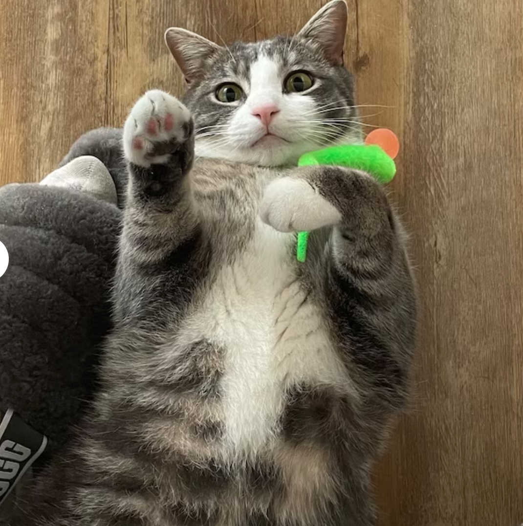 Small Choices, Big Paw prints: Why Shopping Small Matters