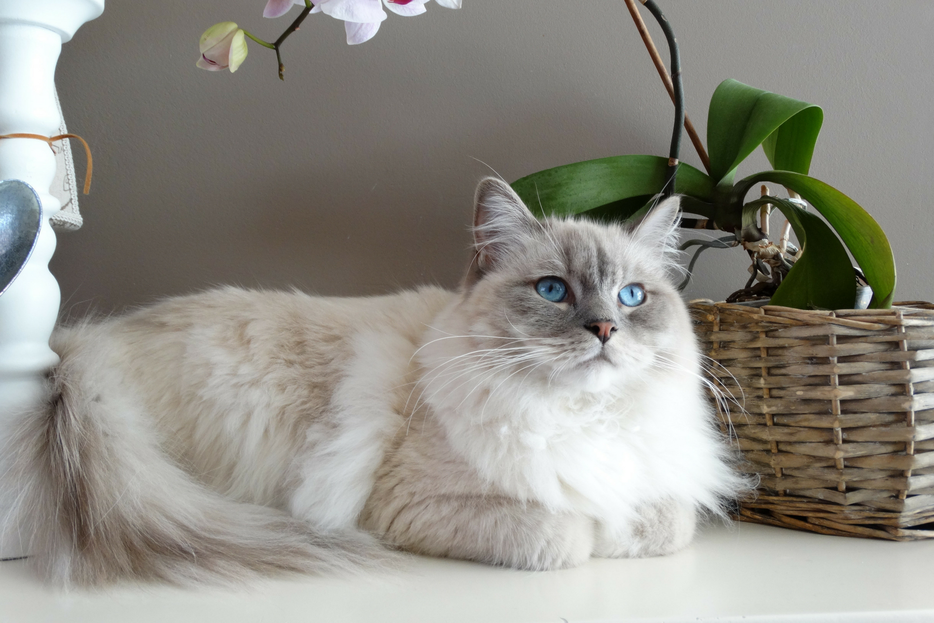 Fat or Fluffy Felines?