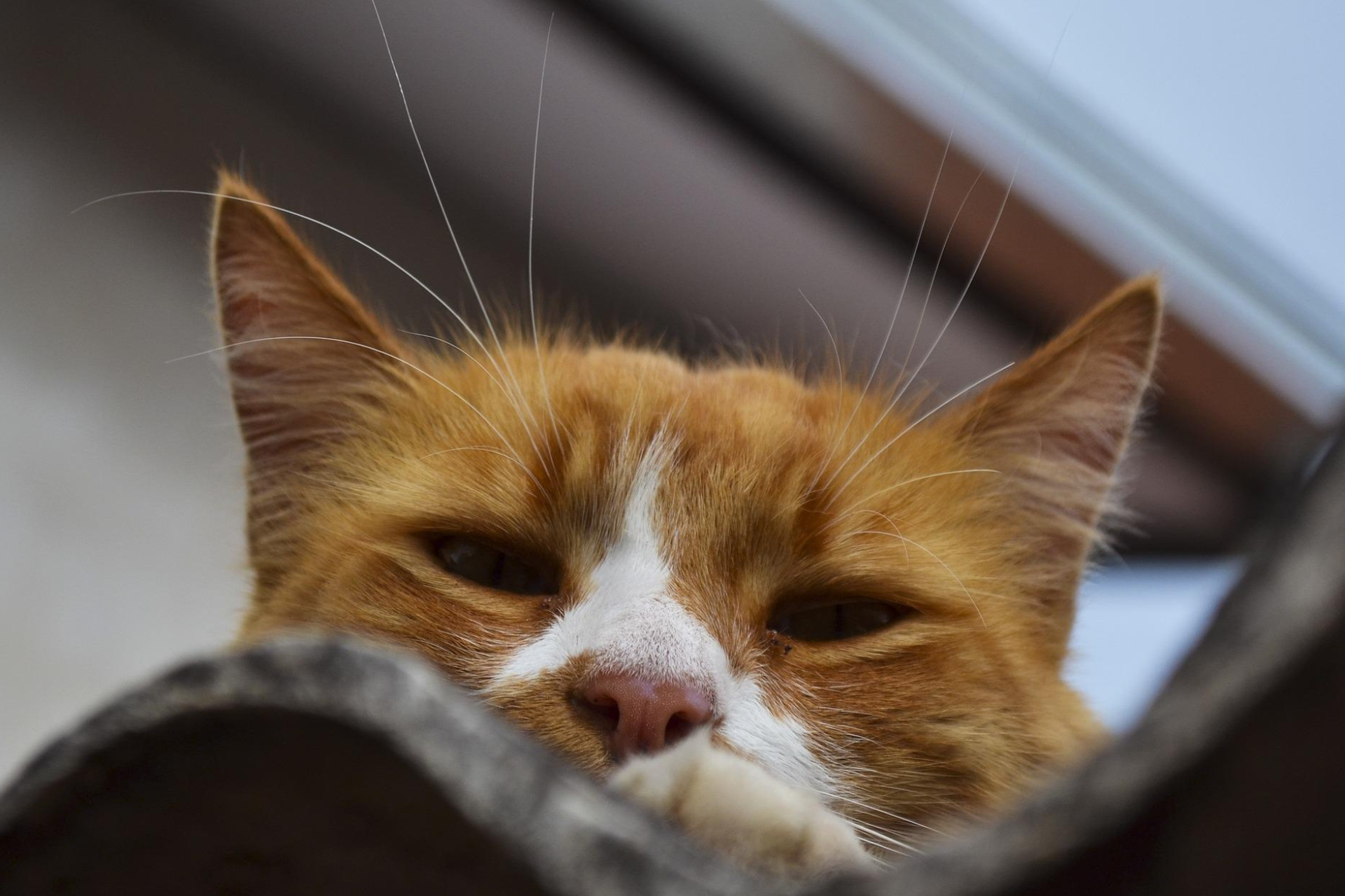 5 Signs Your Cat is Feeling Lonely