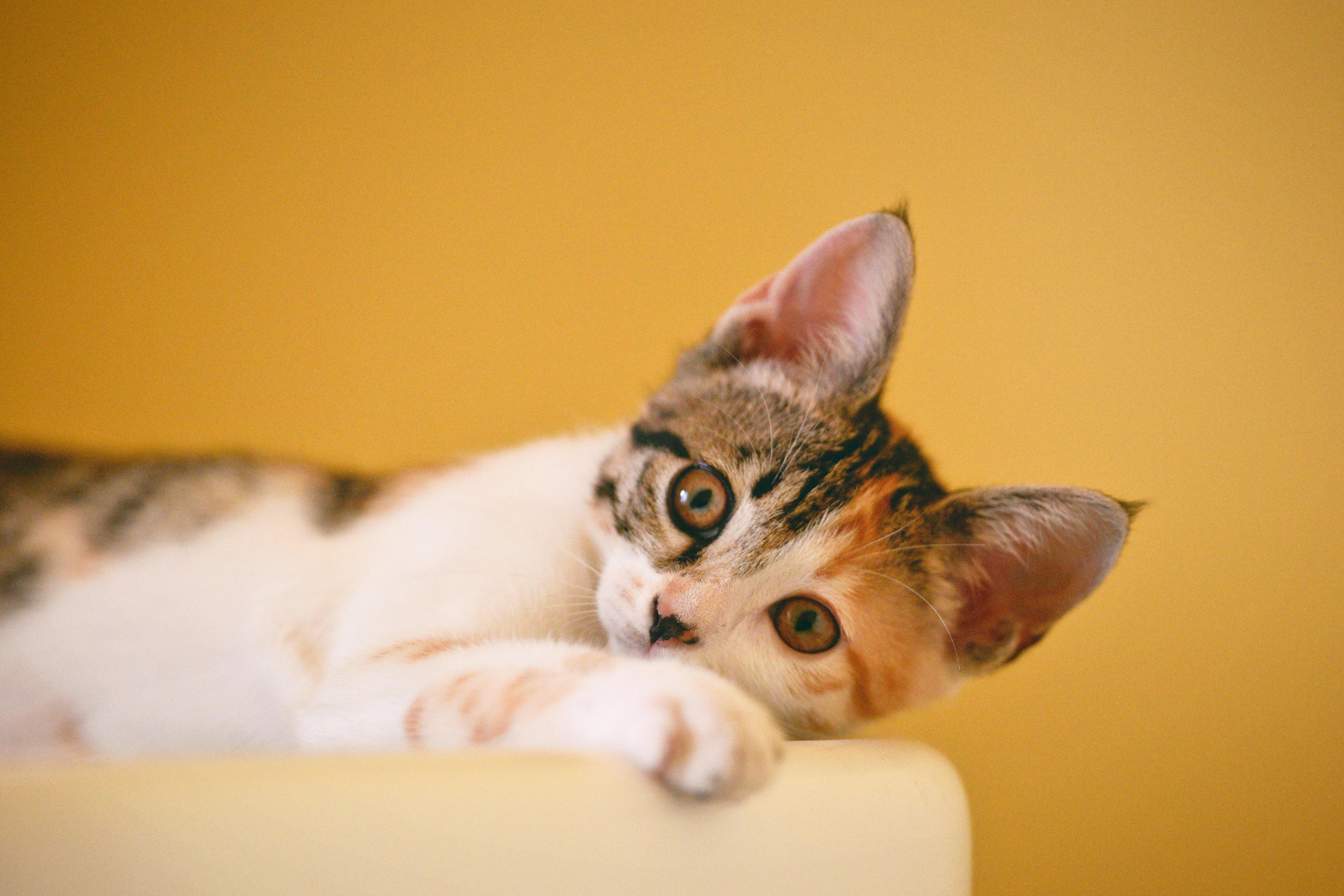 Unraveling Feline Affection: How to Tell if Your Cat Truly Loves You