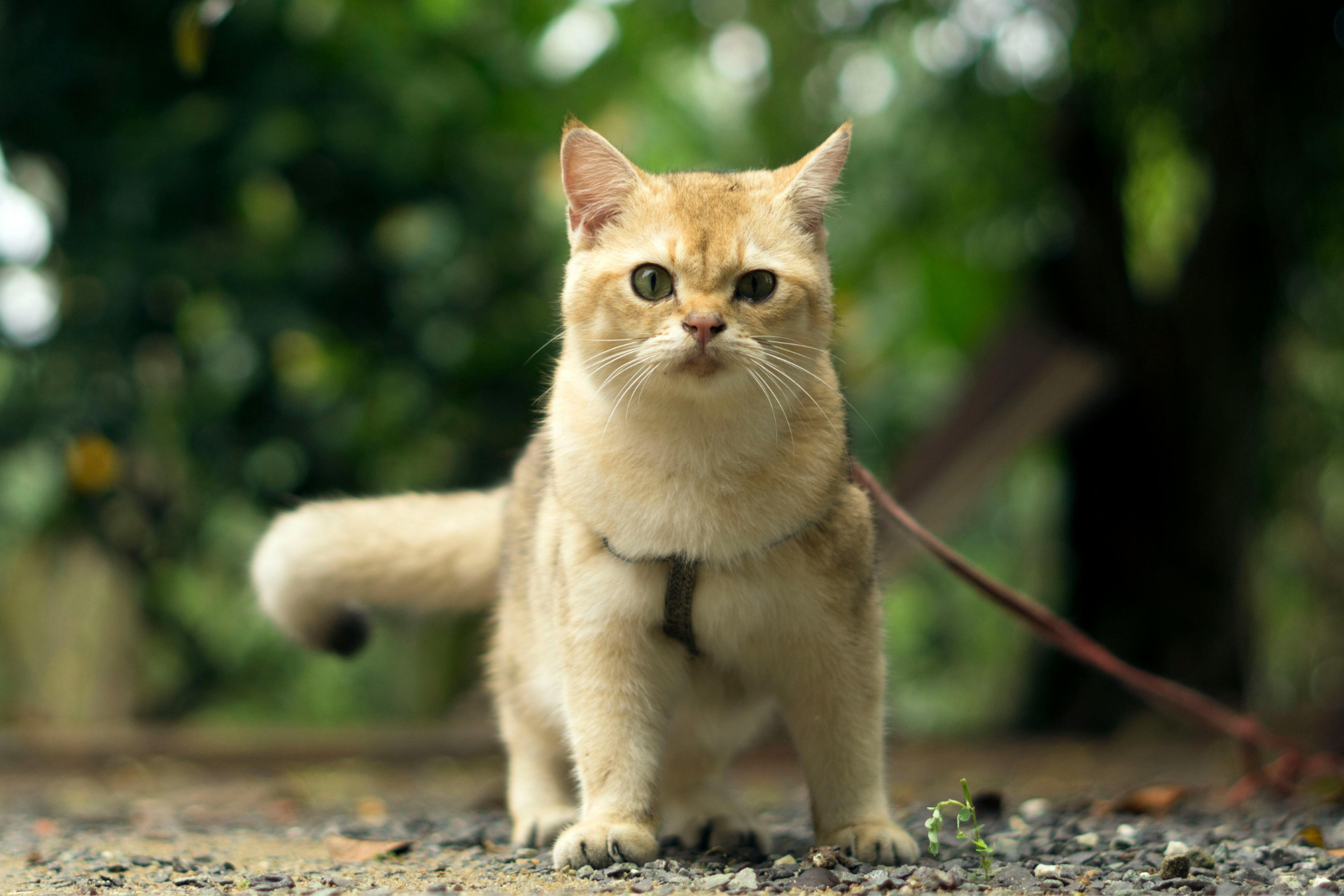 Would Cats Be Happier Outside?