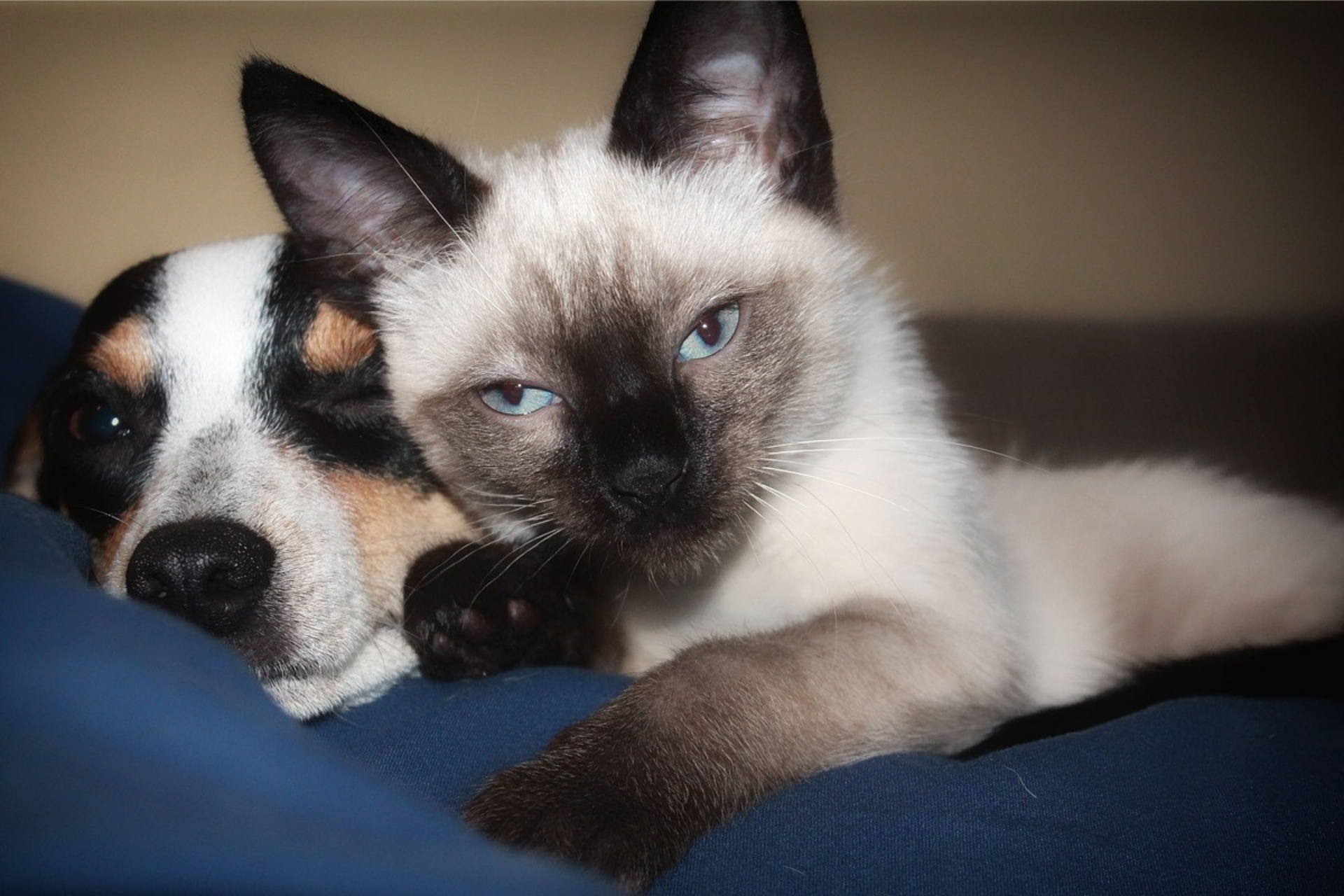 siamese cat lying next to a beagle looking dog