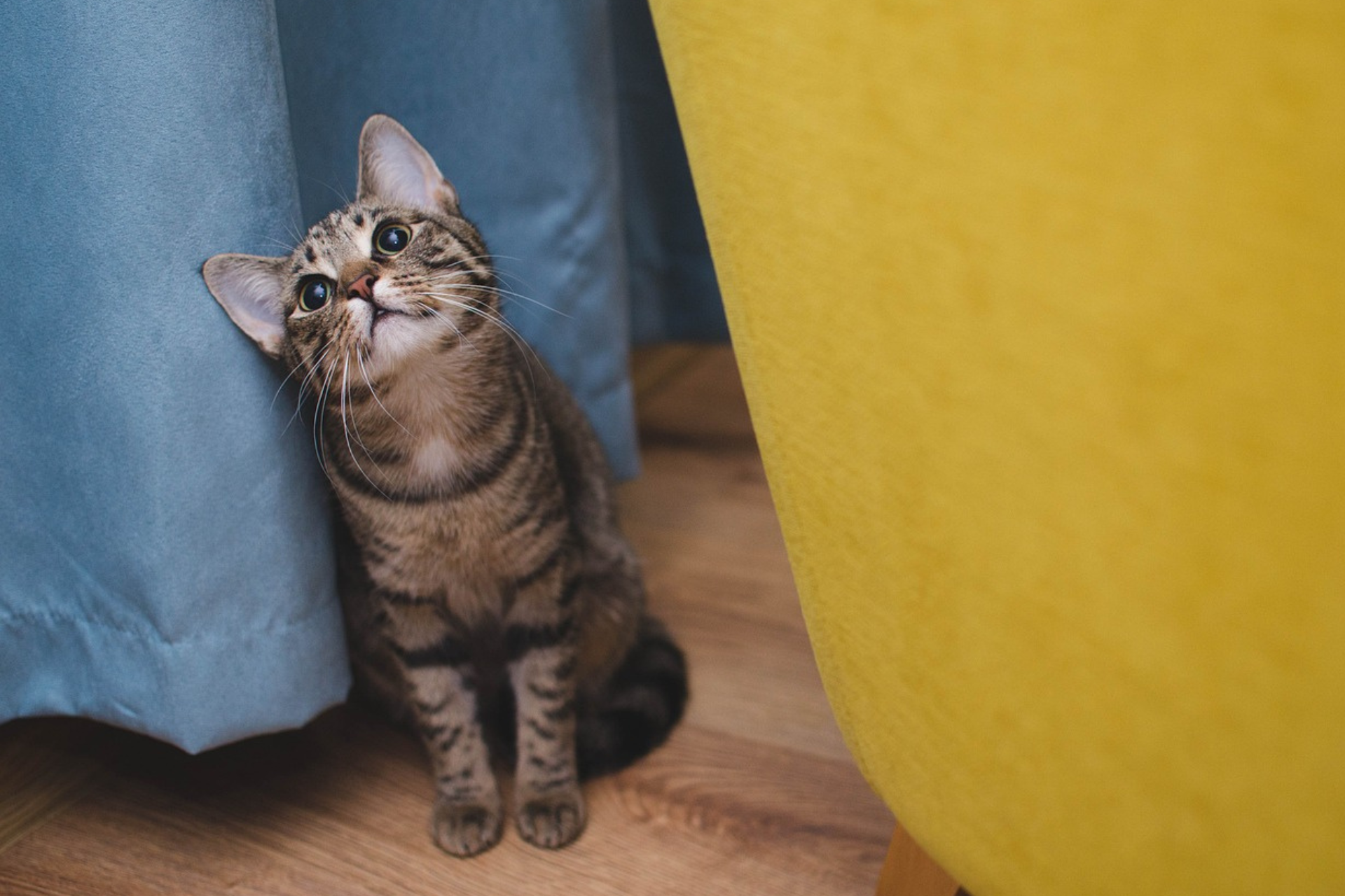 Enrichment Idea: Tossing Treats