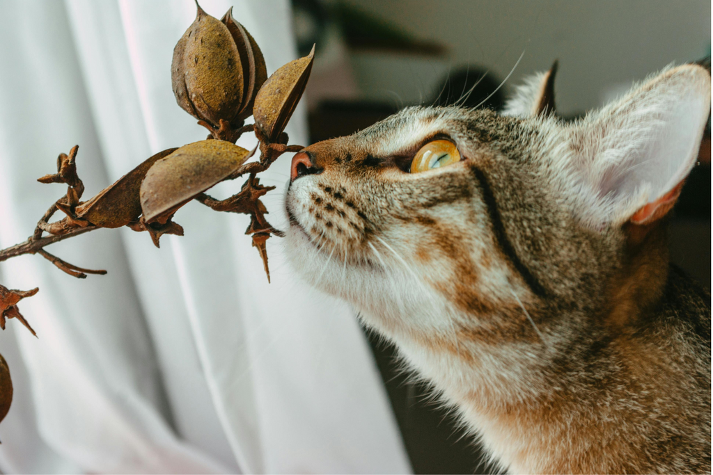 No Really, Sniffing Your Shoes is Important to Your Cat