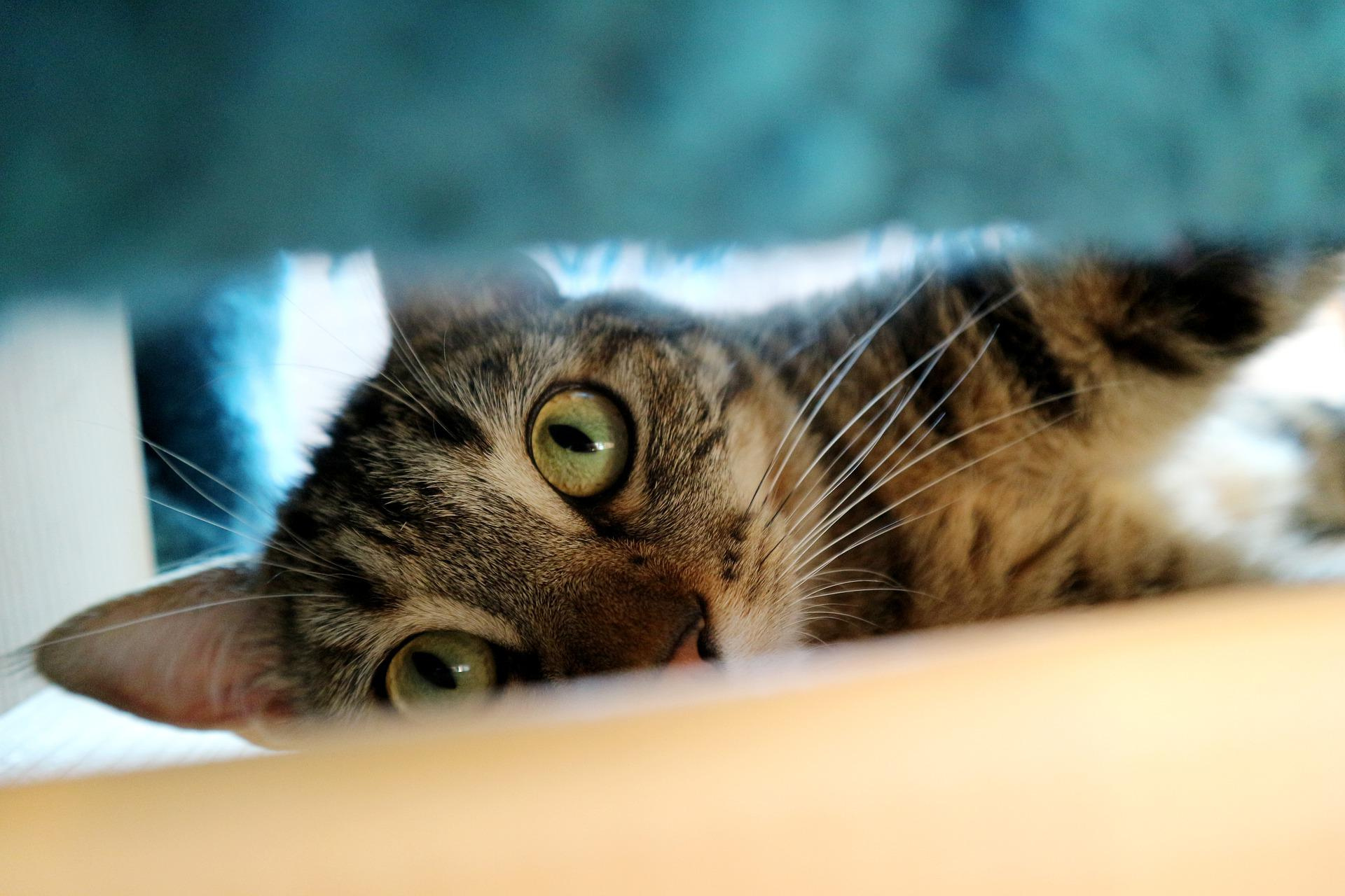 4 ways to help a cat who likes to hide