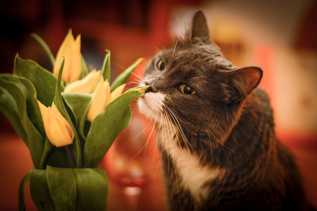 Roses are red, violets are blue: cat-safe plants and flowers