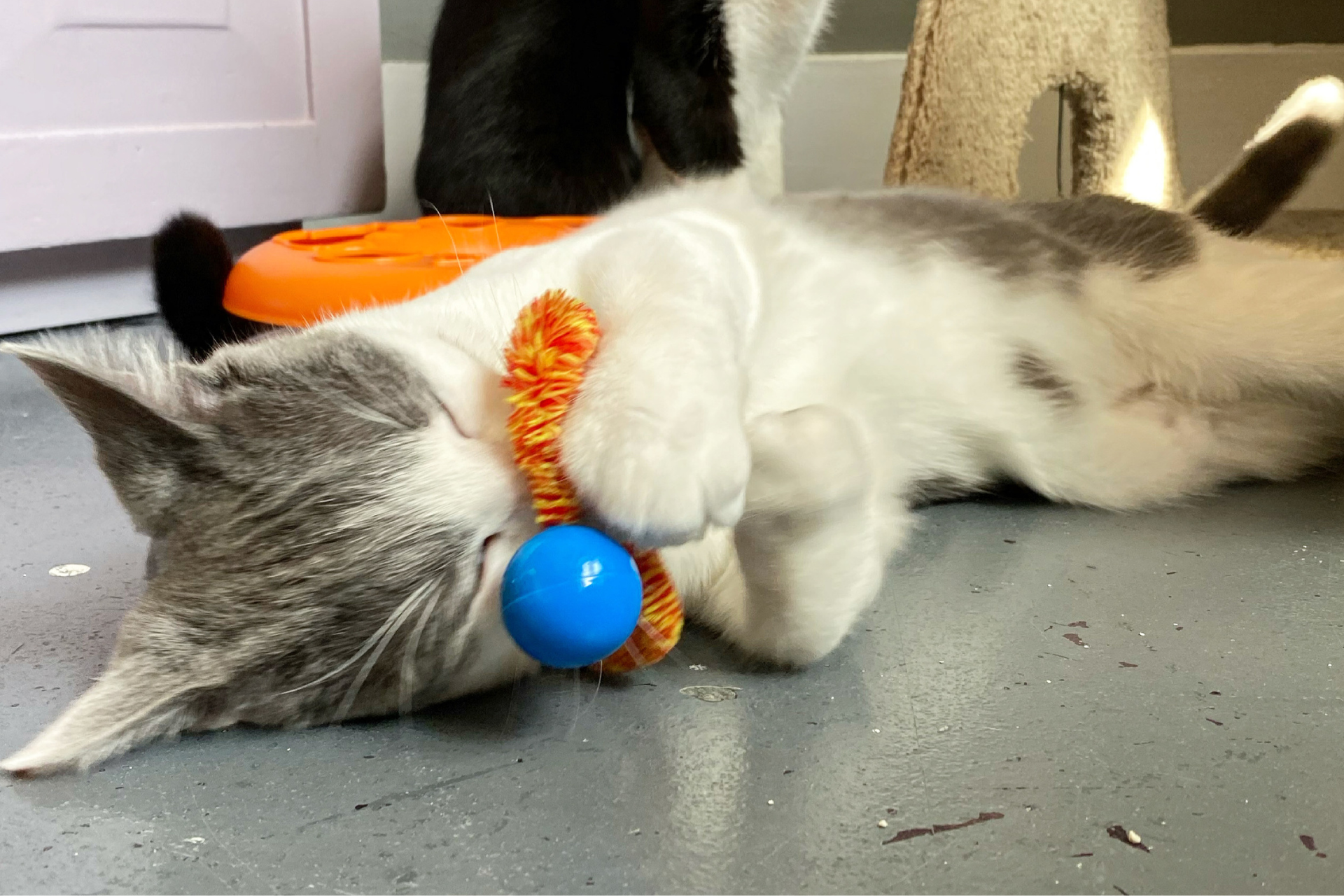 QUIZ: What movie character is your cat most like?