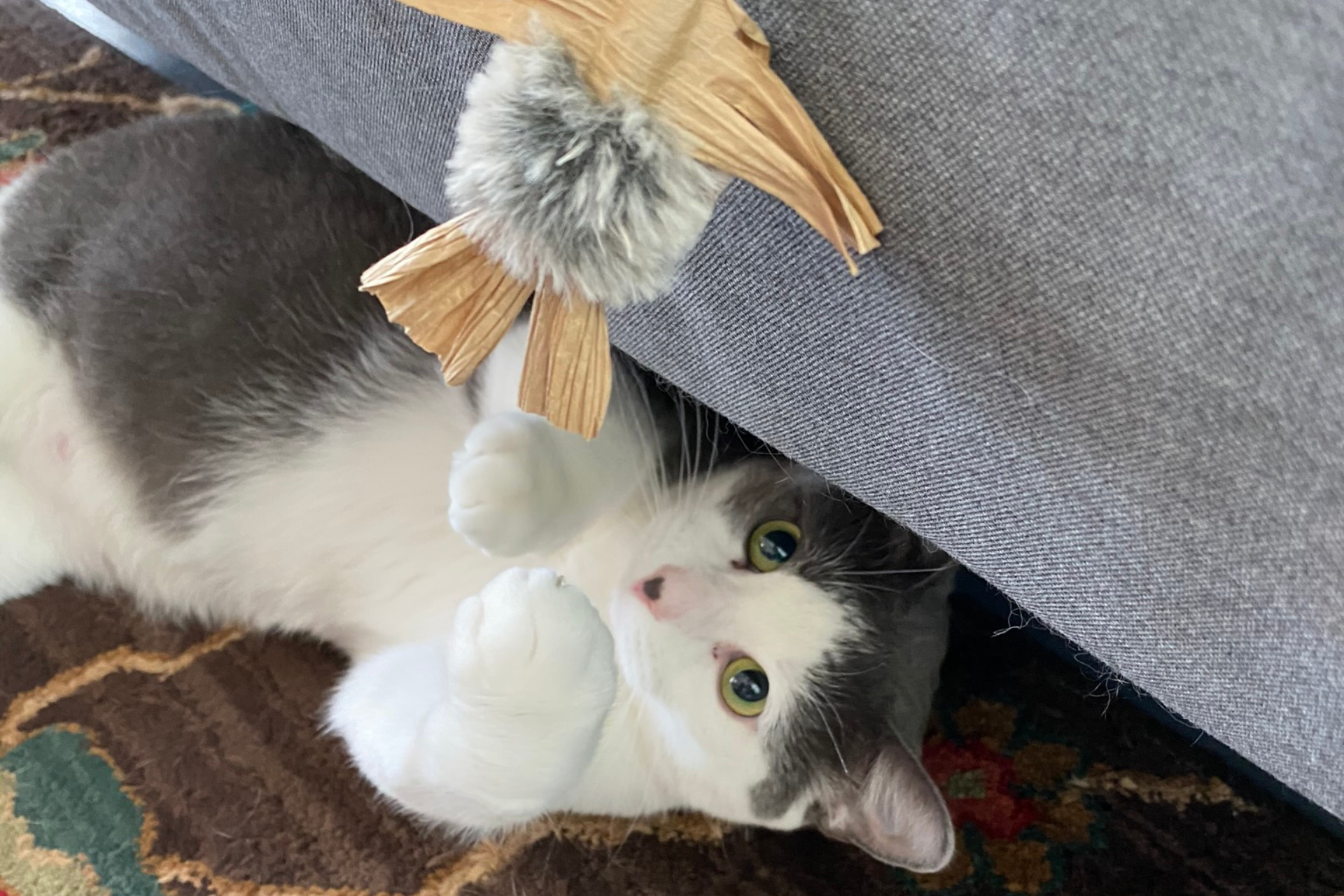 How To Play With Your Bug-loving Cat