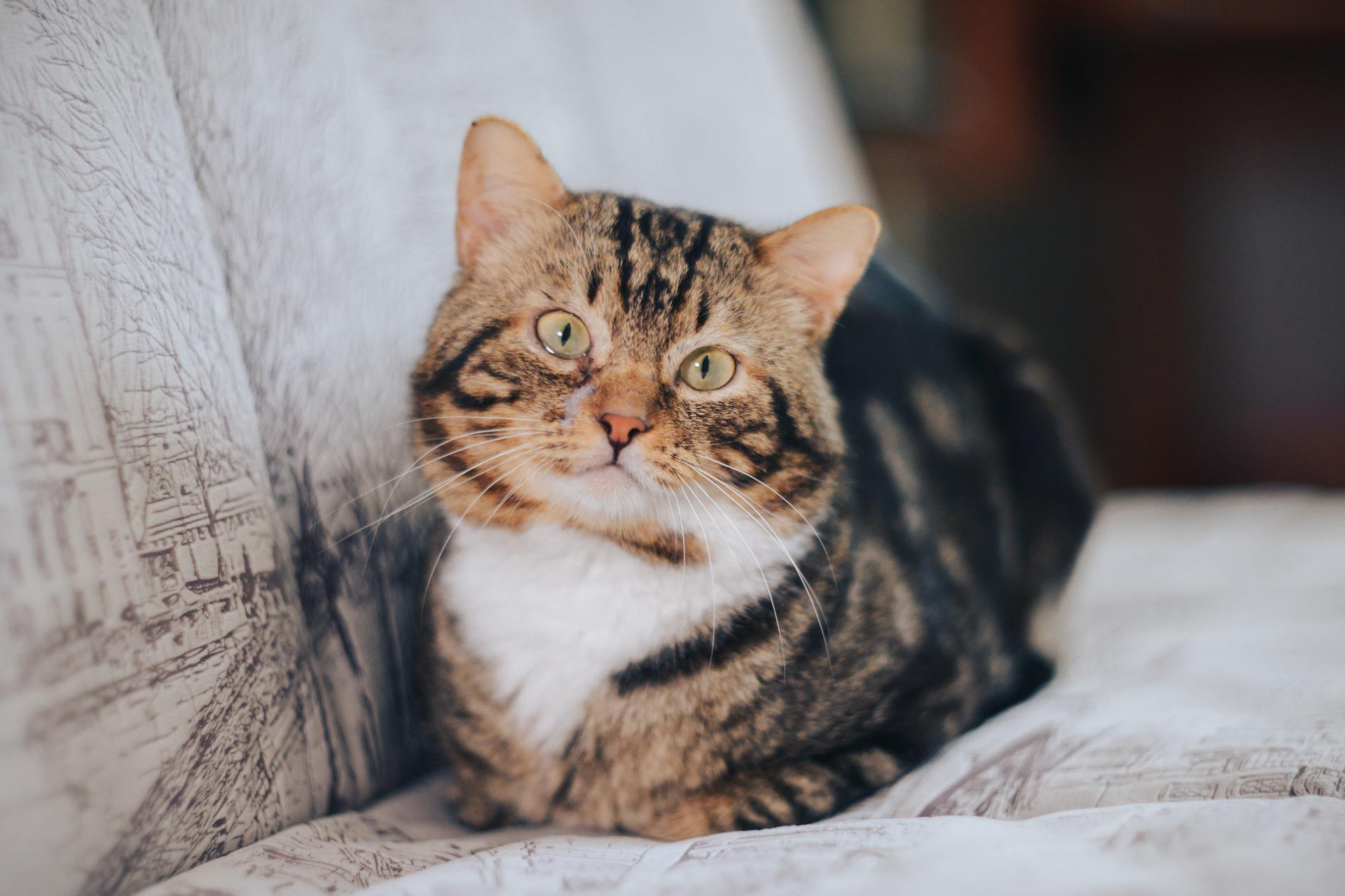 5 ways to care for your senior cat
