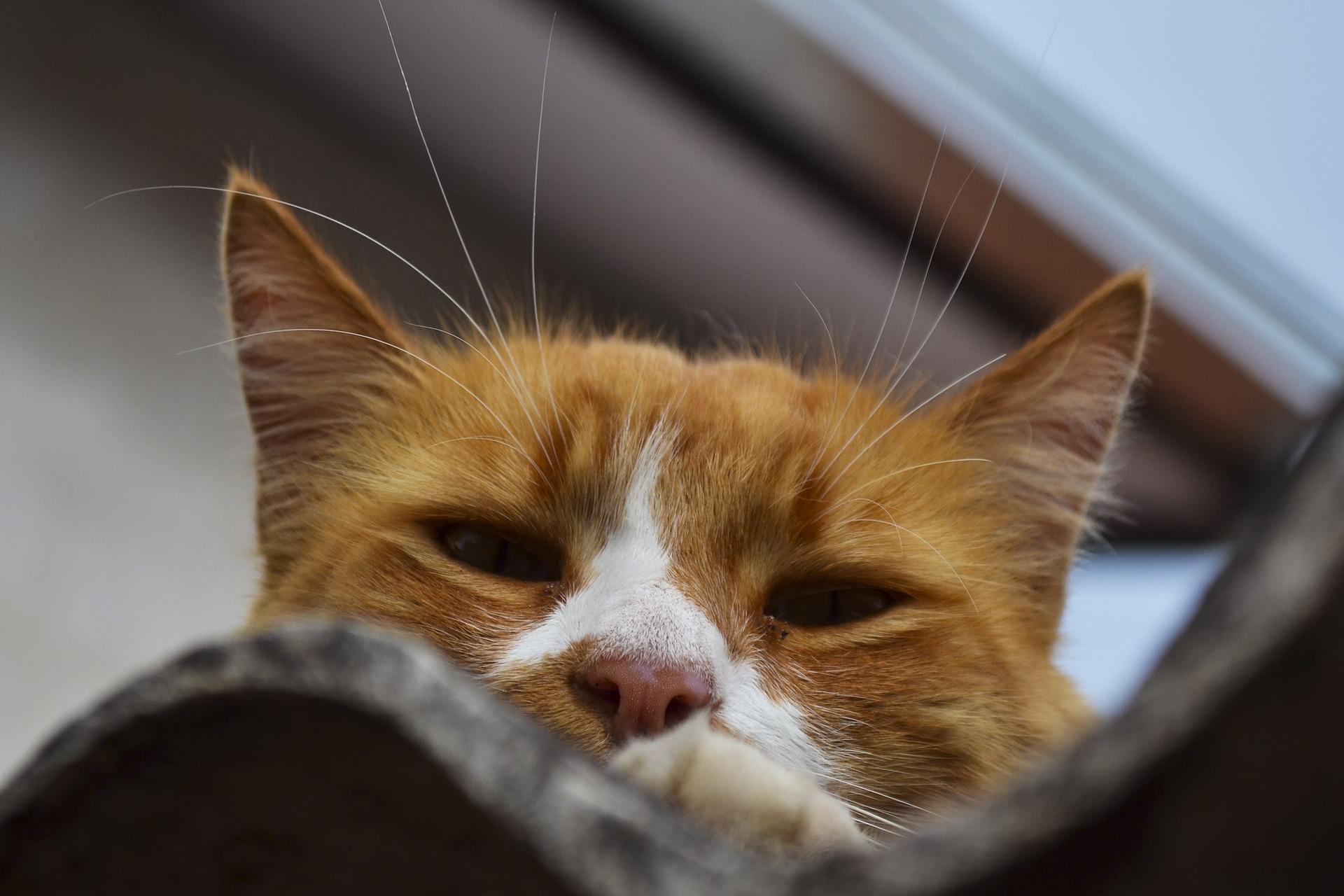 How to Master the Art of Boundaries with Your Cat