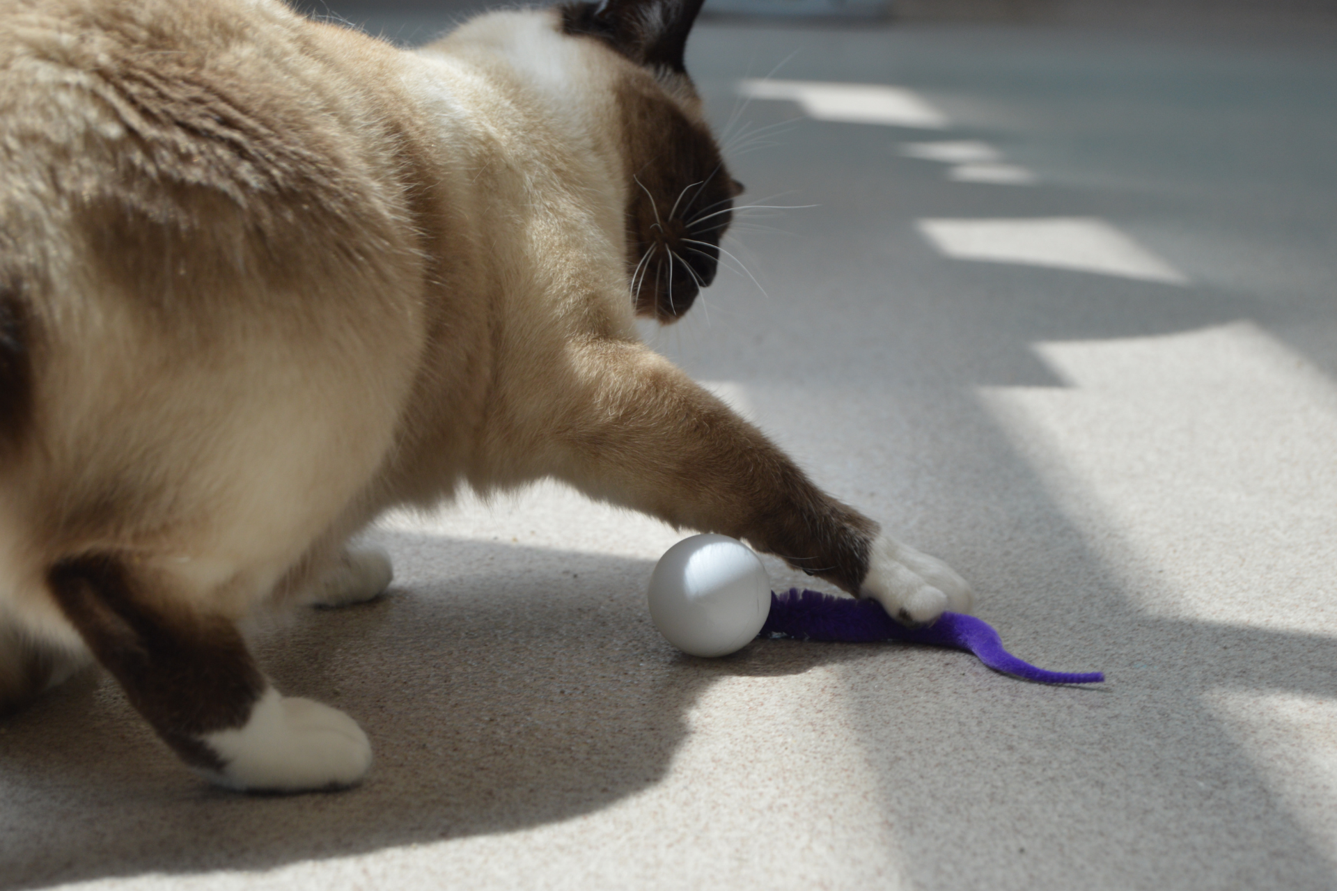 How to Keep Your Cat Fit and Active