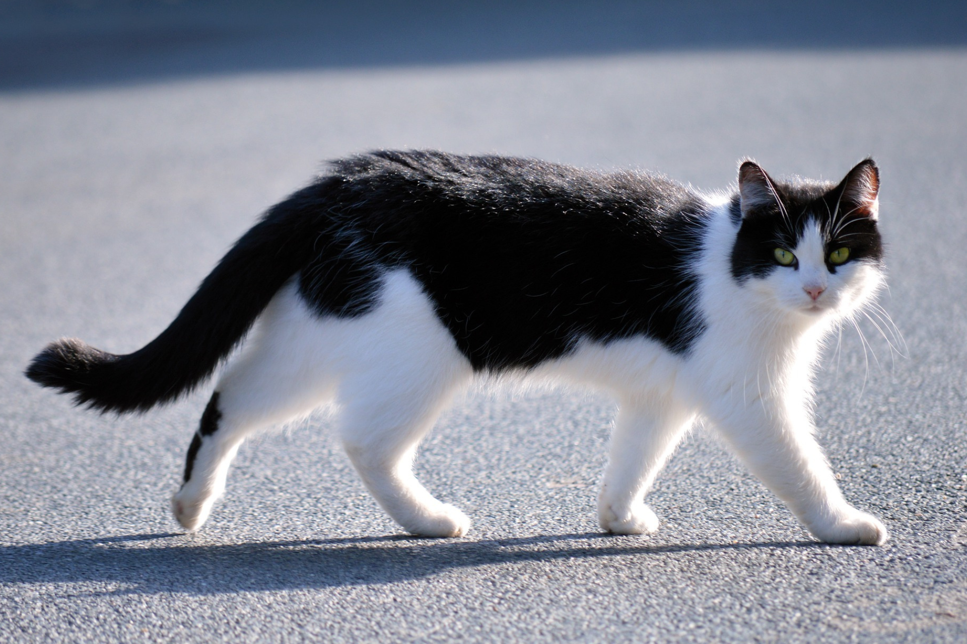 3 Reaons Why Your Cat is Chasing You