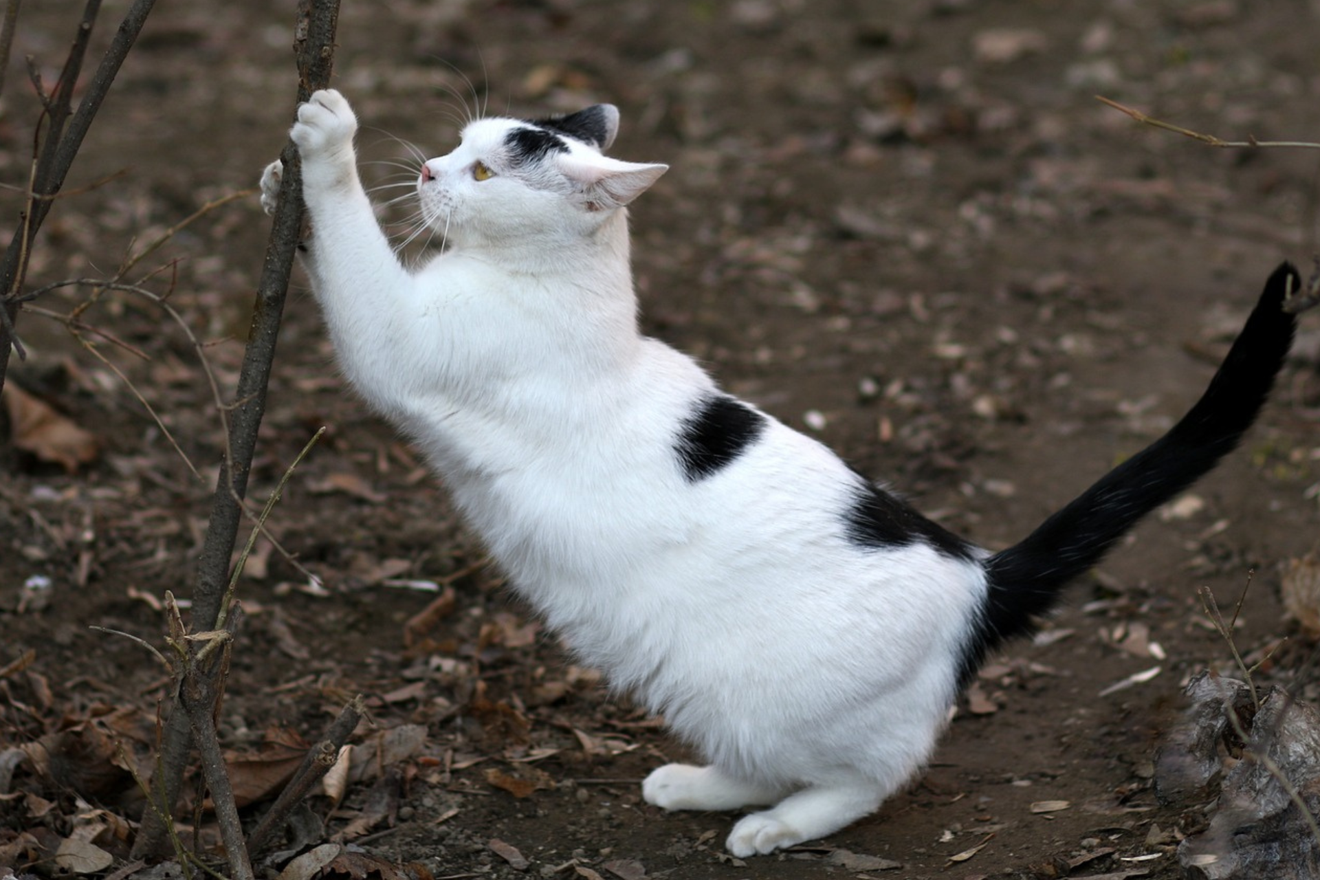 How to Stop Your Cat from Scratching Door Frames