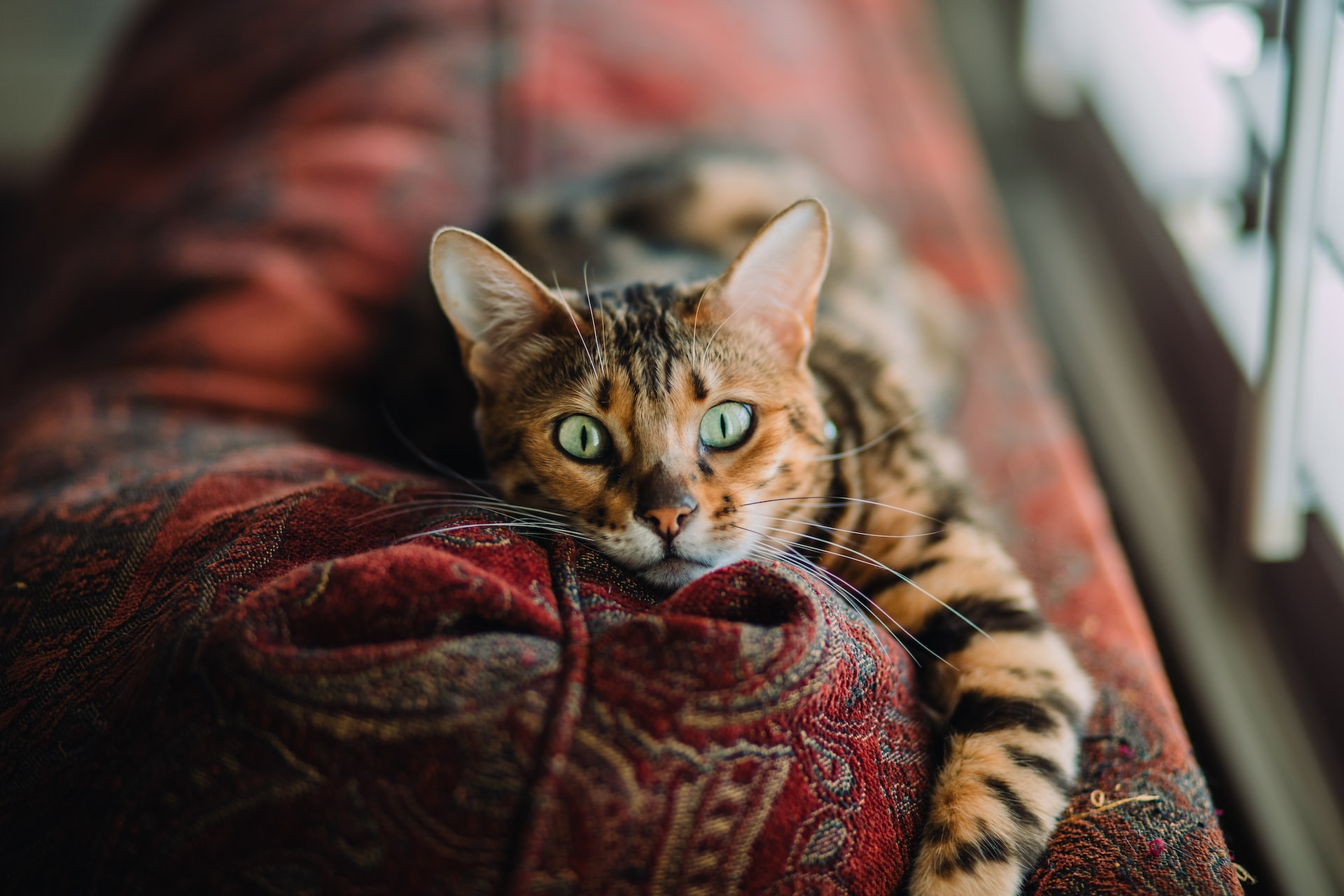 Driving Cross Country with Cats? Save These 7 Tips