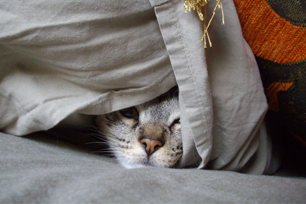 Discover the Secrets of Cats' Natural Hiding Instincts