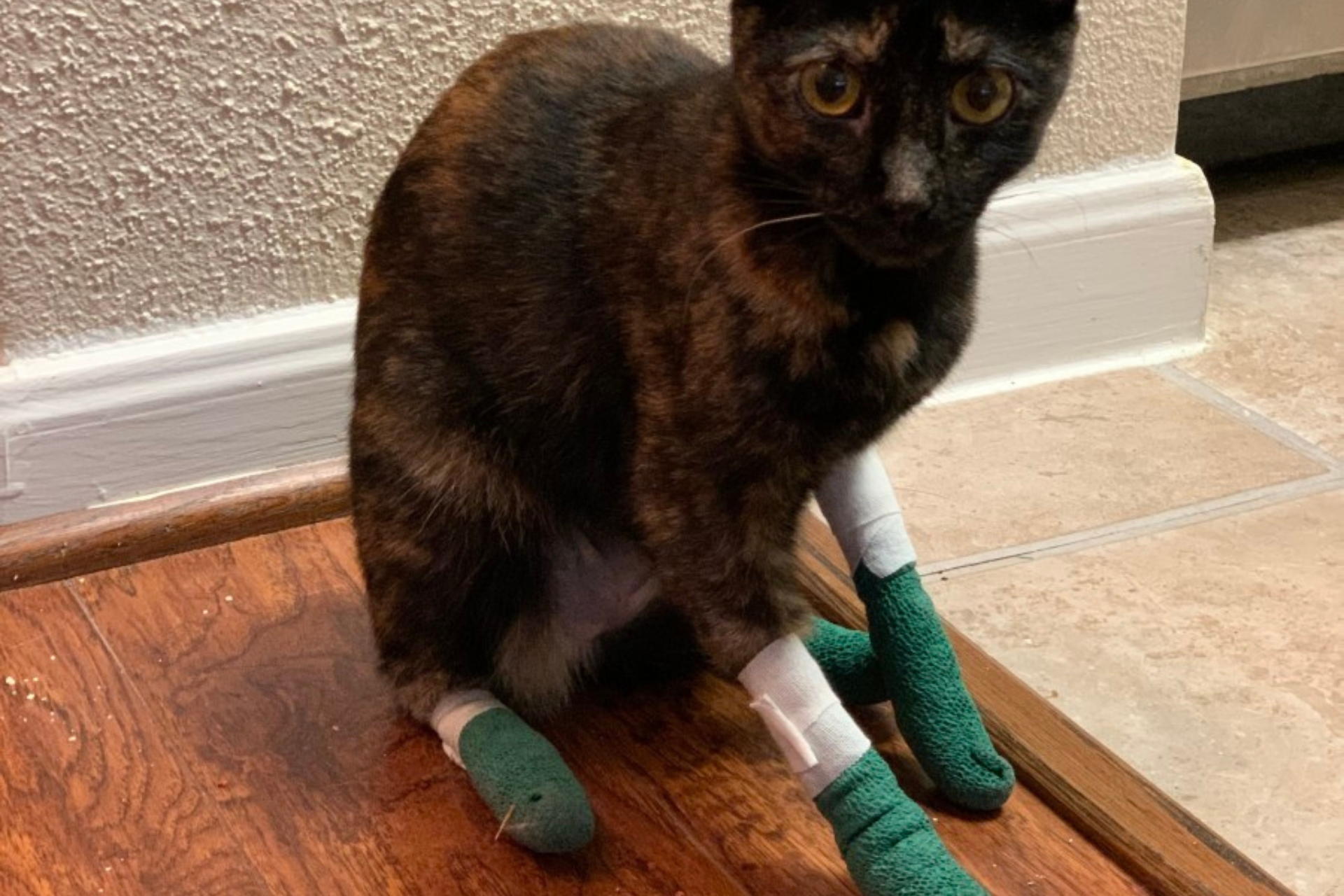 Paws Need Claws For Cats to Live Normal Lives