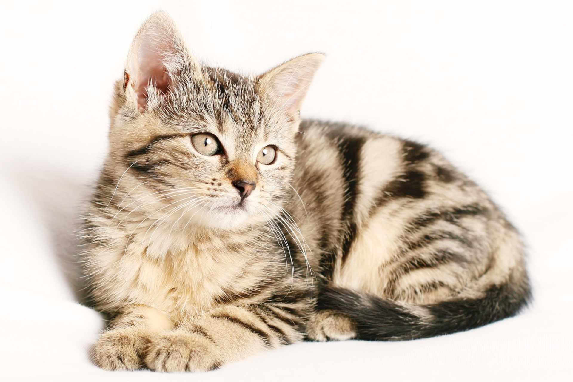 Want your cats to live a better life? Play with them