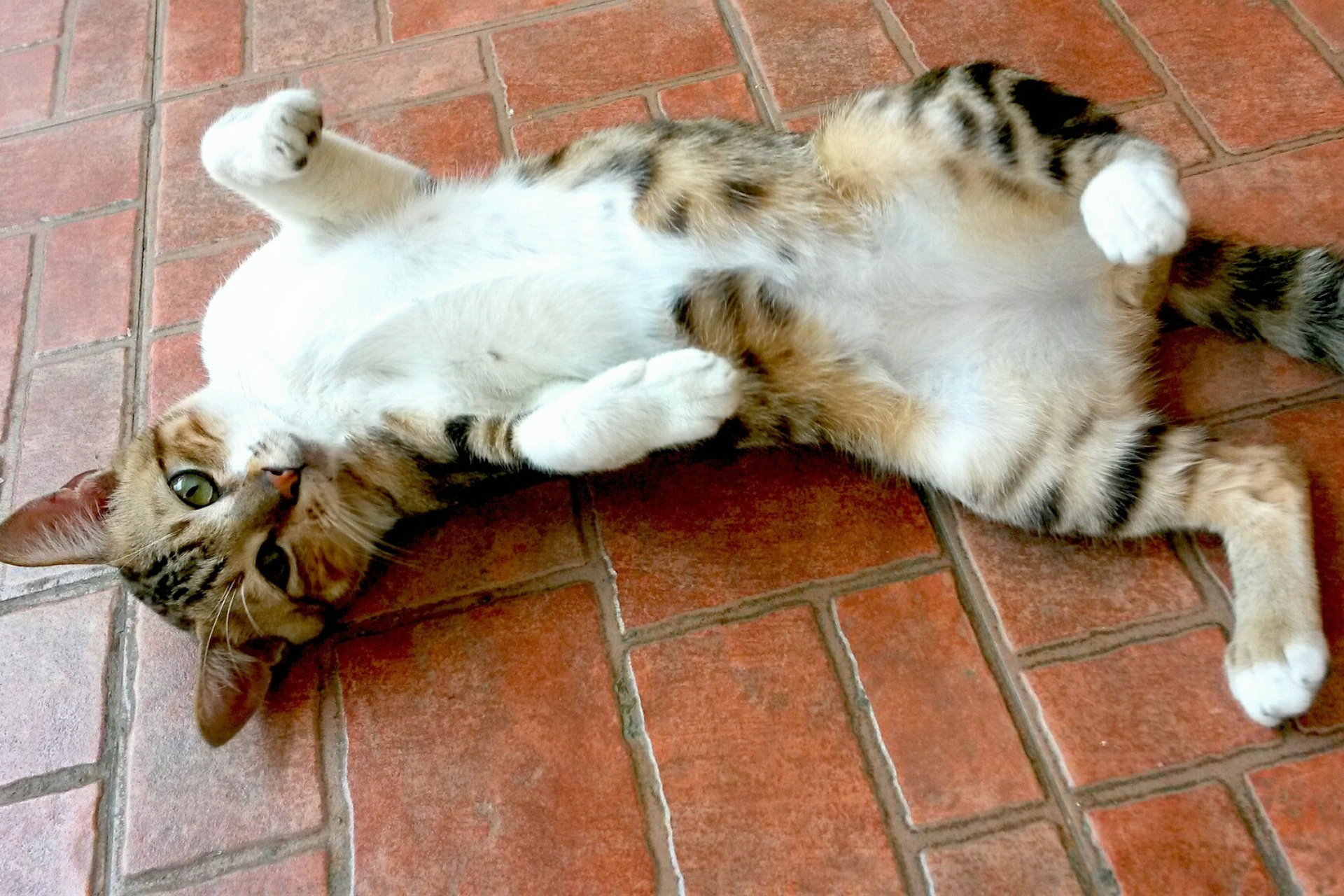 8 Date Night Ideas For You And Your Cat