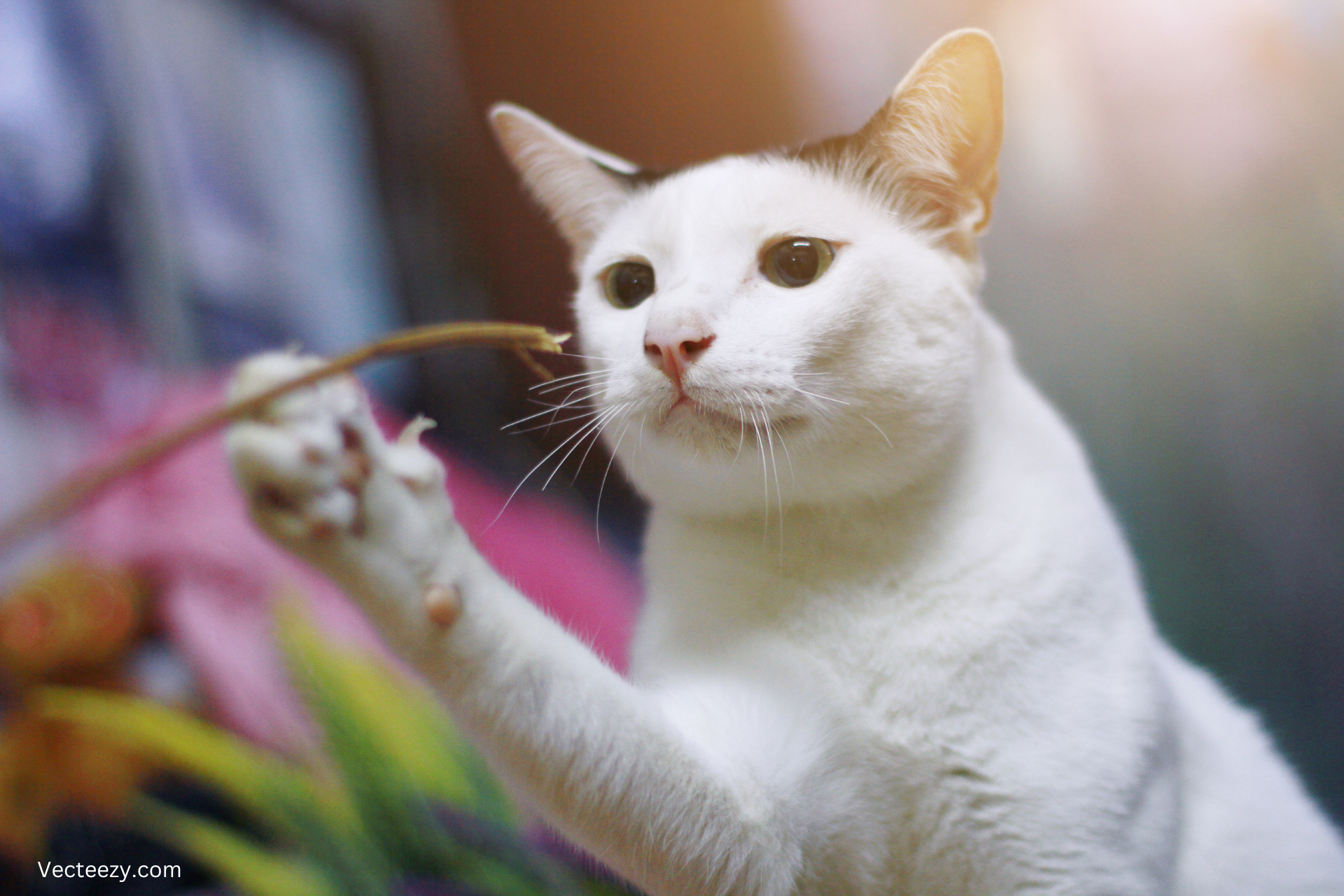 5 Fast and Easy Activities for Feline Enrichment