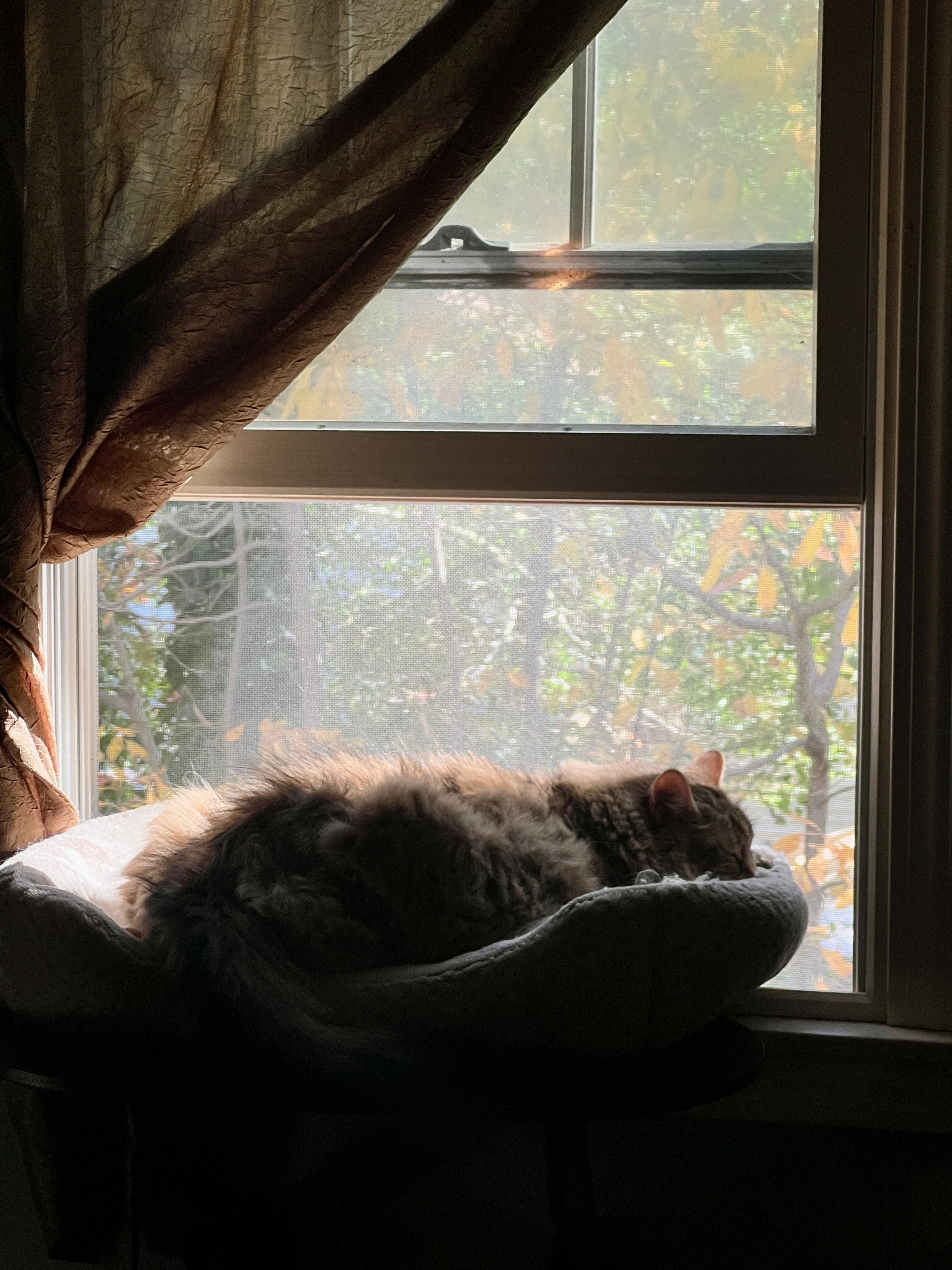 Baby, it's Cold Outside! How to Temp Check Your Cat for Comfort