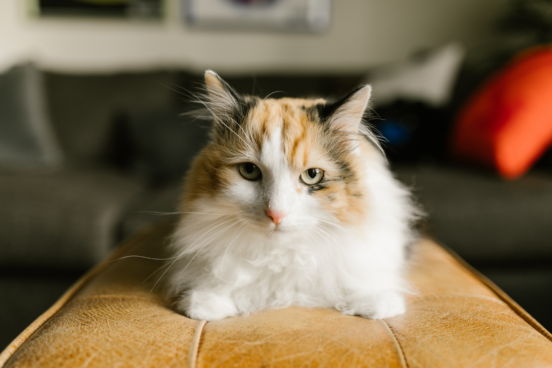 6 THINGS CAT PARENTS SHOULD NEVER APOLOGIZE FOR
