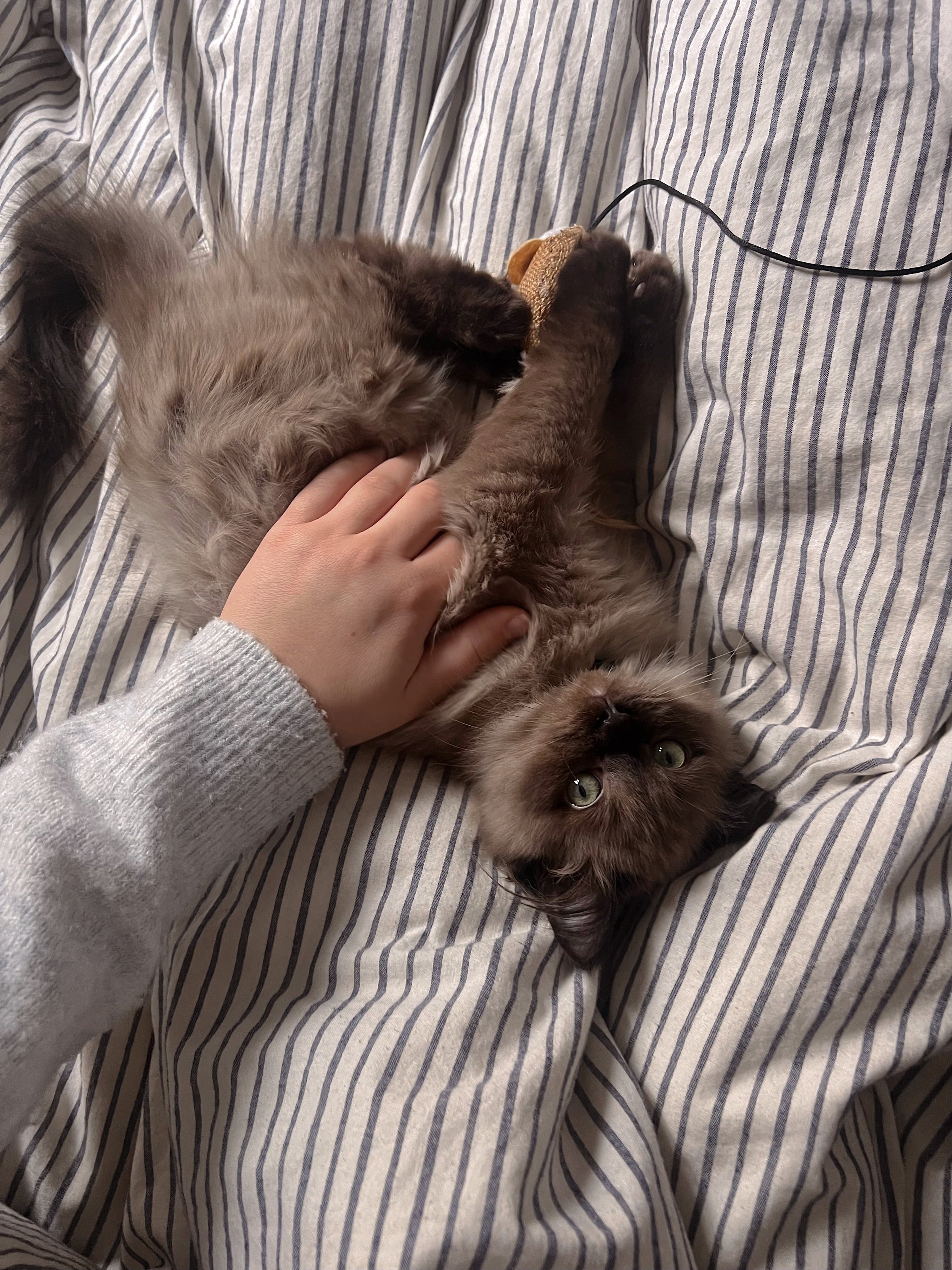 I’m a Feline-Only Vet—Here’s the Daily Play Routine That Keeps My Cats Happy and Stimulated