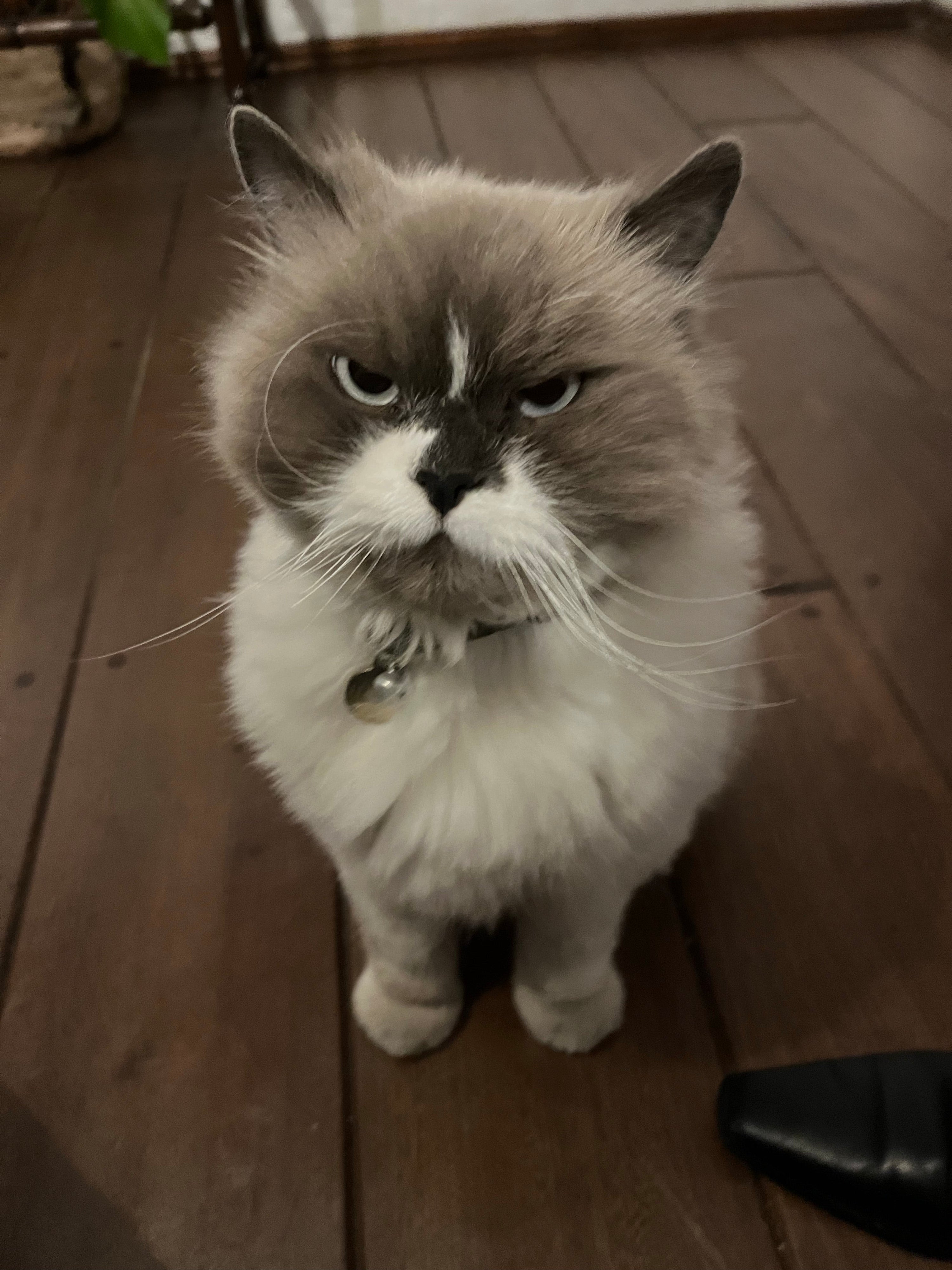 Your Cat Isn't "Getting Back at You," Pinky Promise.