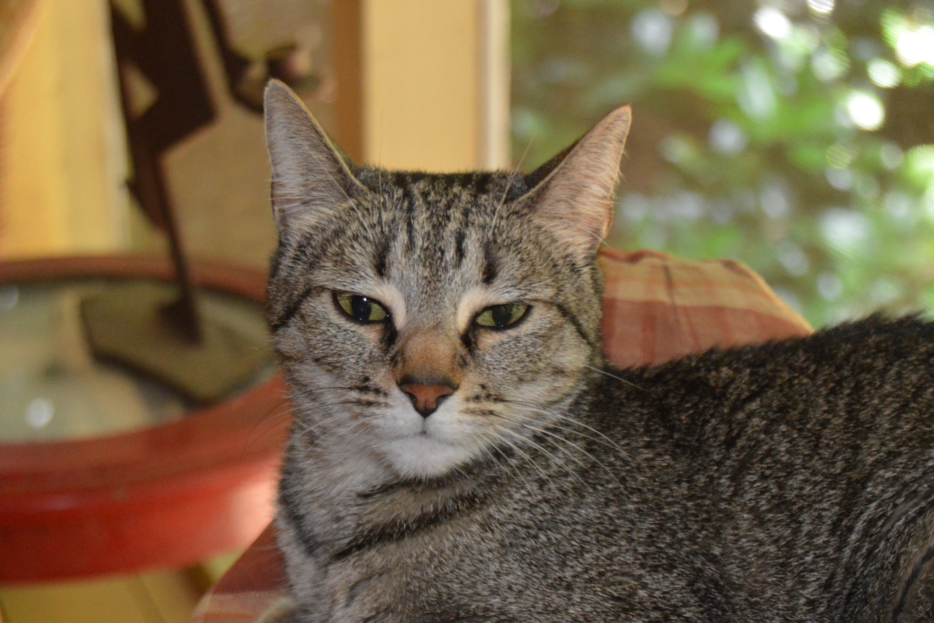 Common Causes of Feline Stress