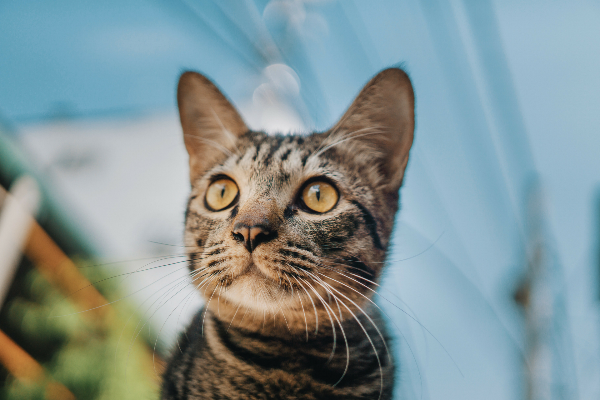 Cats are NOT low-maintenance