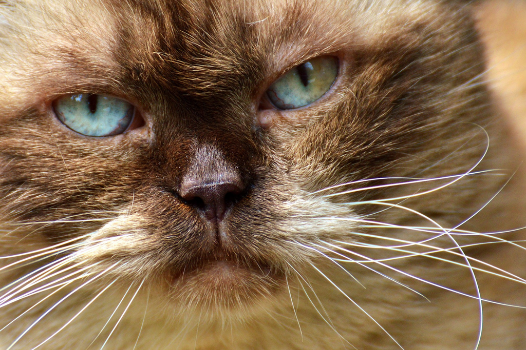 Start your spring cleaning MEOW!