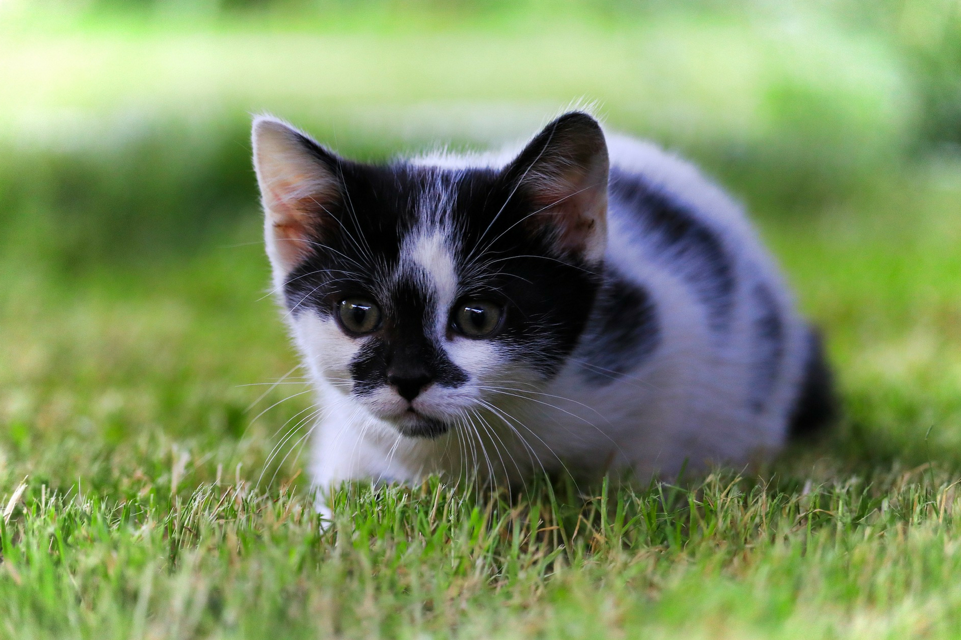 Big Cats in Little Bodies