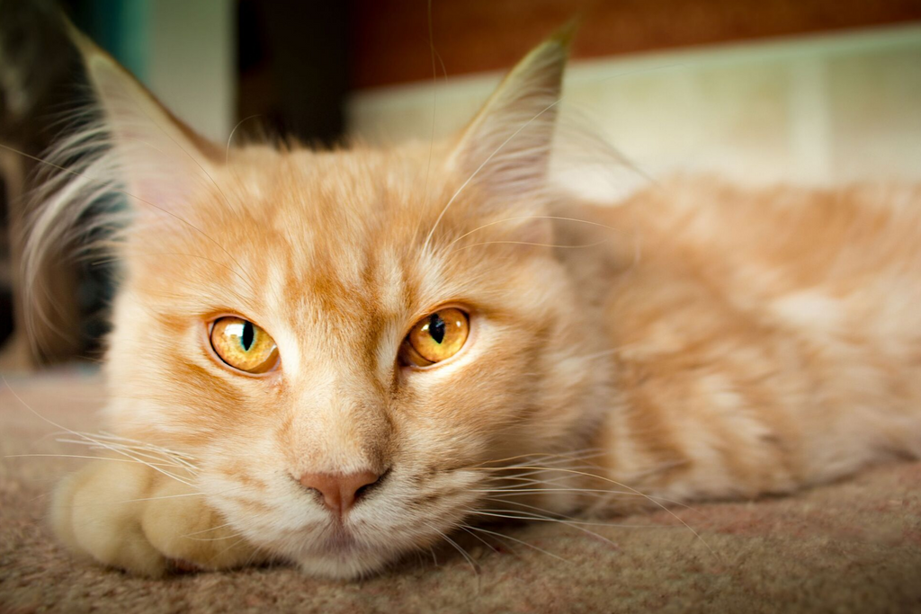 Is Your Cat Bored?